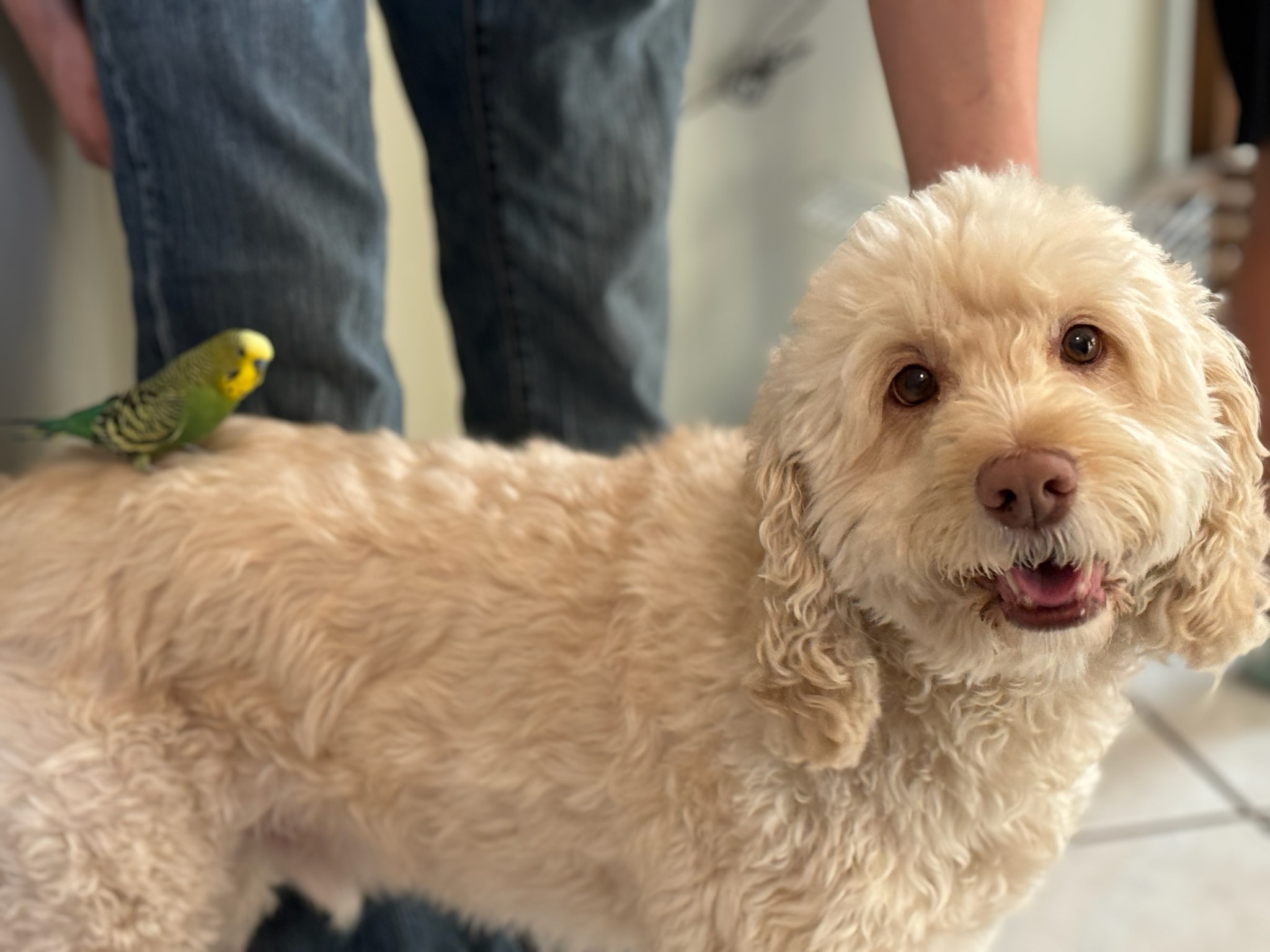 Cream-colored curly doodle dog with a green budgie perched on its back, looking happy