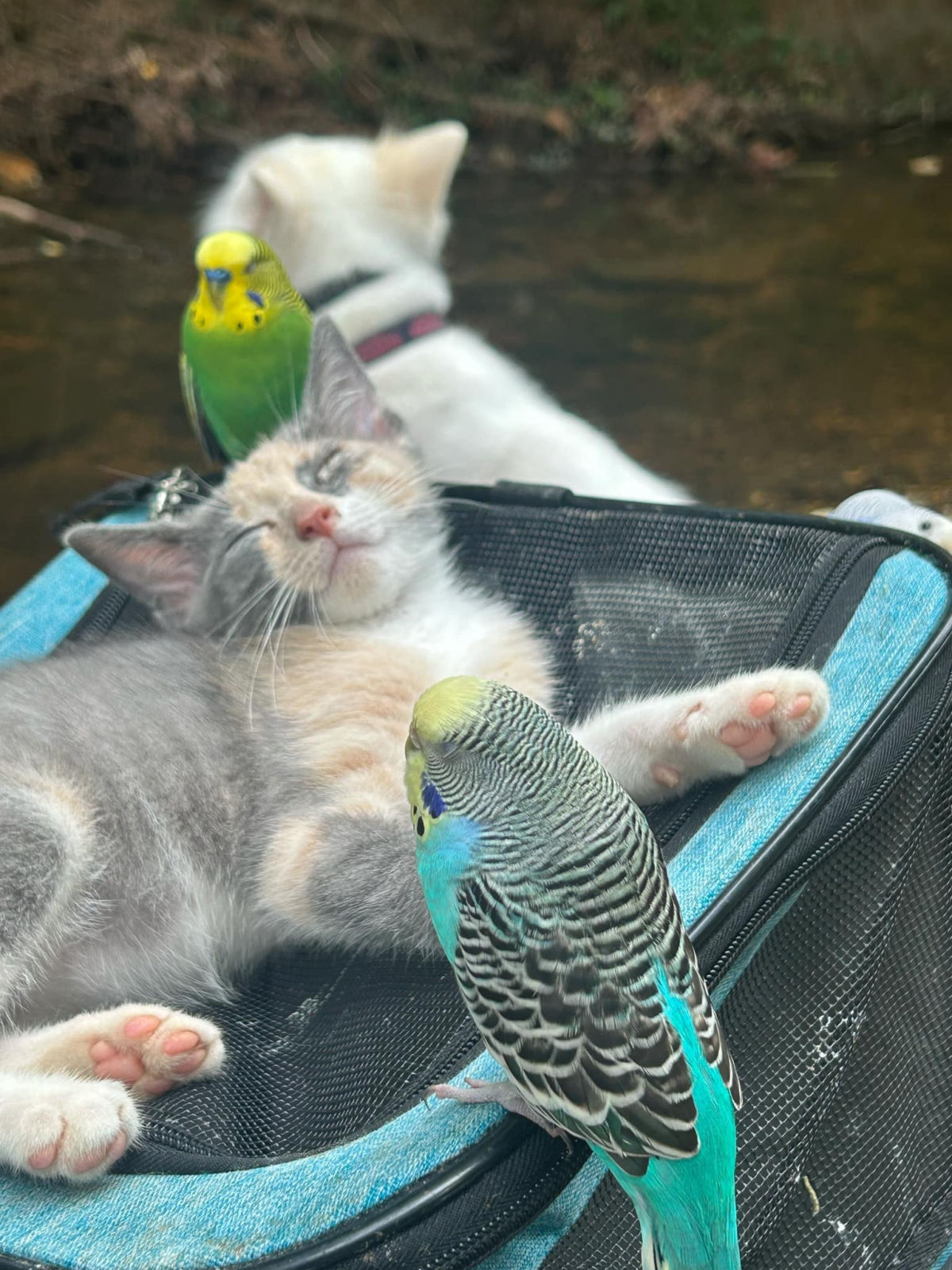 Kitten relaxing with colorful parakeets outdoors