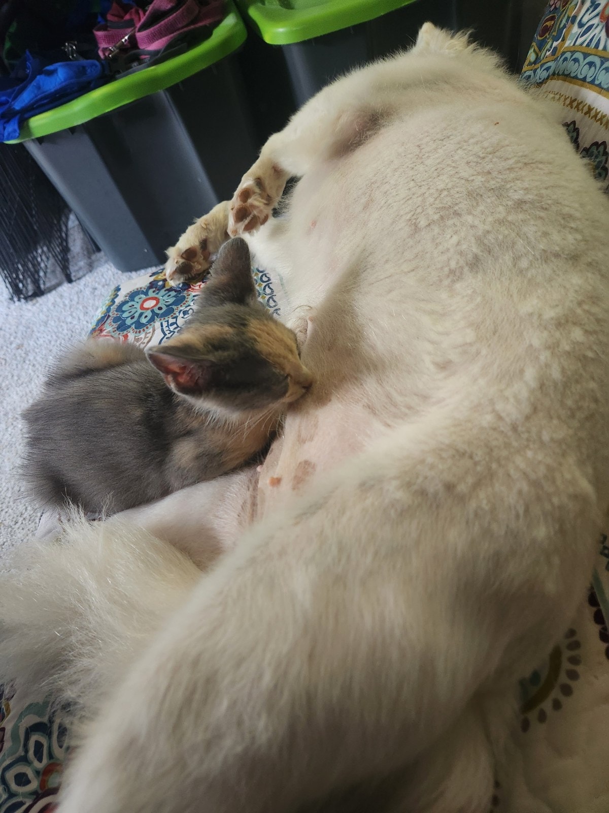 Puppy and budgie together on chairs