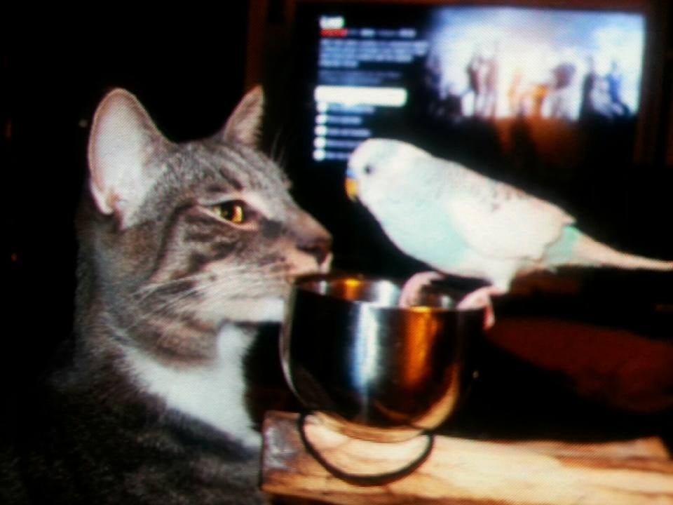 Tabby cat watching budgie on TV screen at night