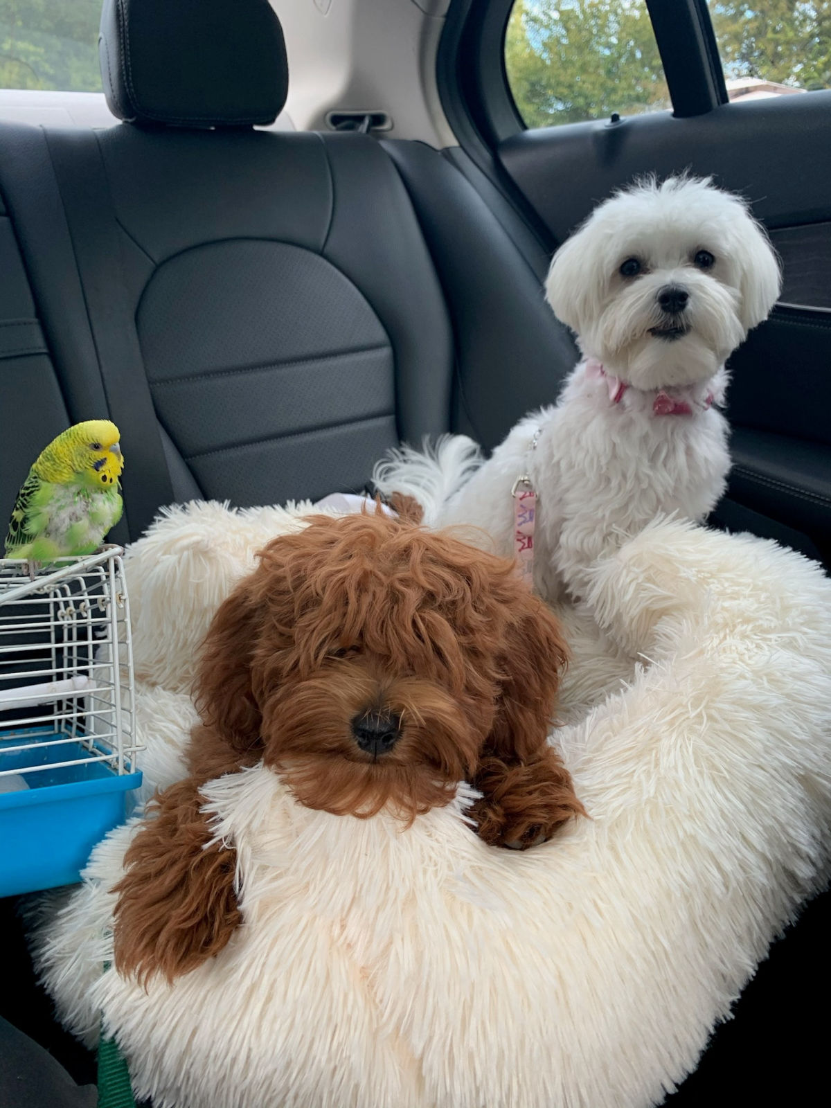 Two dogs — a brown doodle and a white fluffy dog — riding in a car with a green budgie on a cage beside them