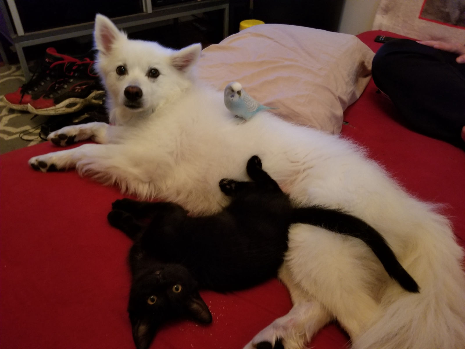 White dog, black cat and budgie on red bed