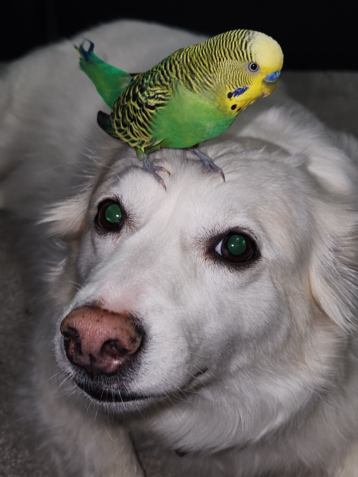 Green budgie perched on a white dog's head