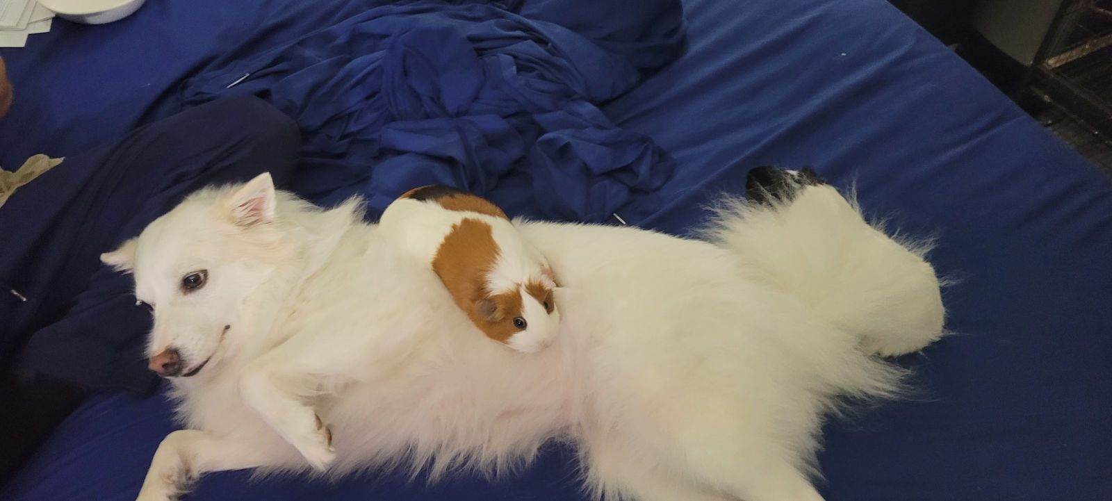White fluffy dog lying on a blue bed with a brown and white guinea pig resting on its back