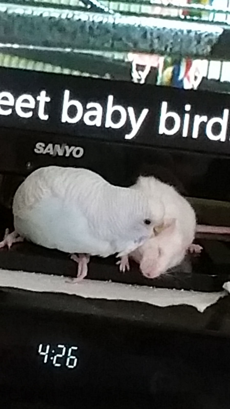 White rat climbing