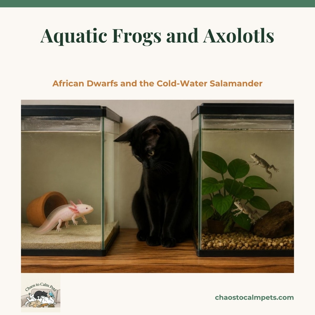 A pink axolotl with feathery gills resting on fine sand in a cool, bare aquarium with terracotta pots and gentle water, while two small African dwarf frogs rest on a broad Anubias leaf near the surface of a shallow planted tank beside it