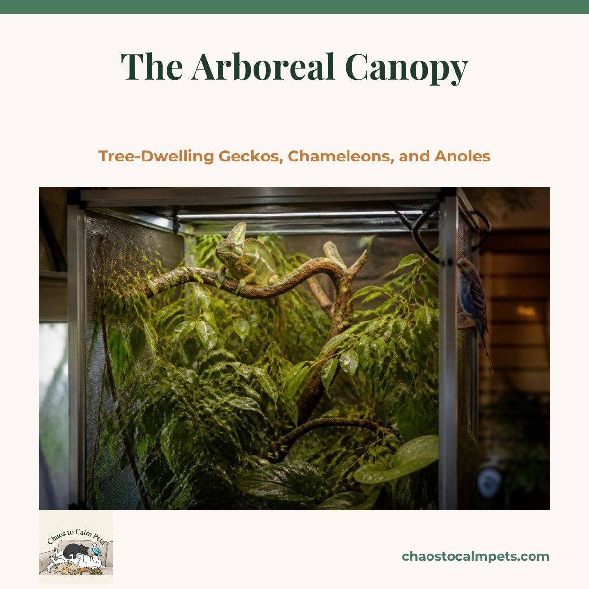 A tall aluminum screen enclosure dense with weeping fig and pothos, a veiled chameleon gripping a rough oak branch near the top under a T5 light, water droplets beading on the leaves below a dripper, and a blue budgie perched on the cage frame outside