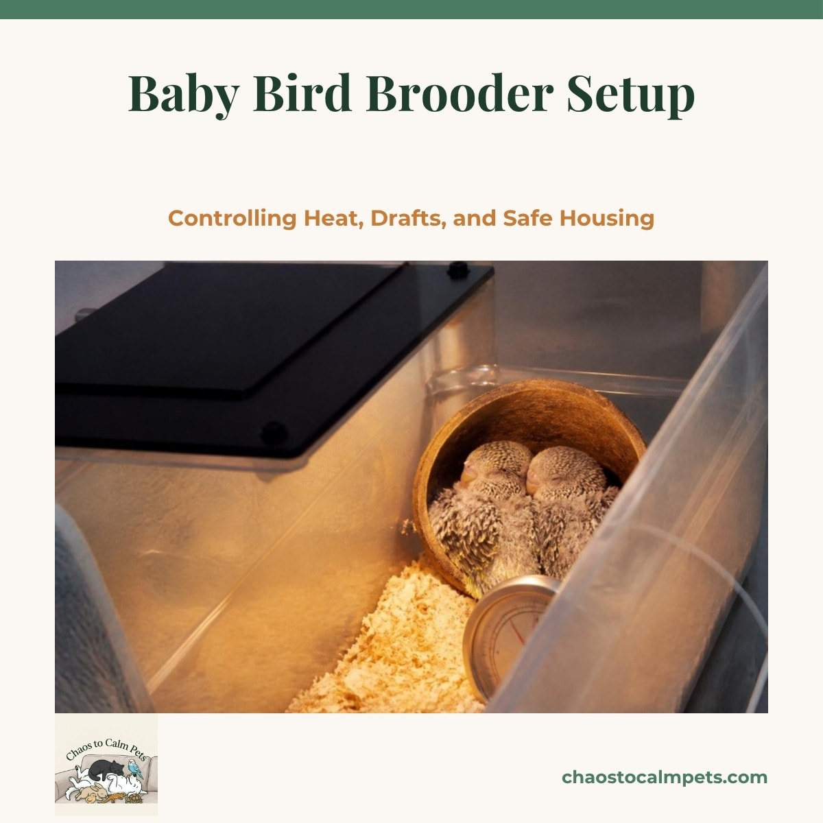 A homemade brooder, a clear plastic tub with a radiant heat panel over one end, a shaded nest cup in the far corner holding three sleeping featherless chicks, a thermometer probe at cup level, and a blue budgie watching from a cage nearby