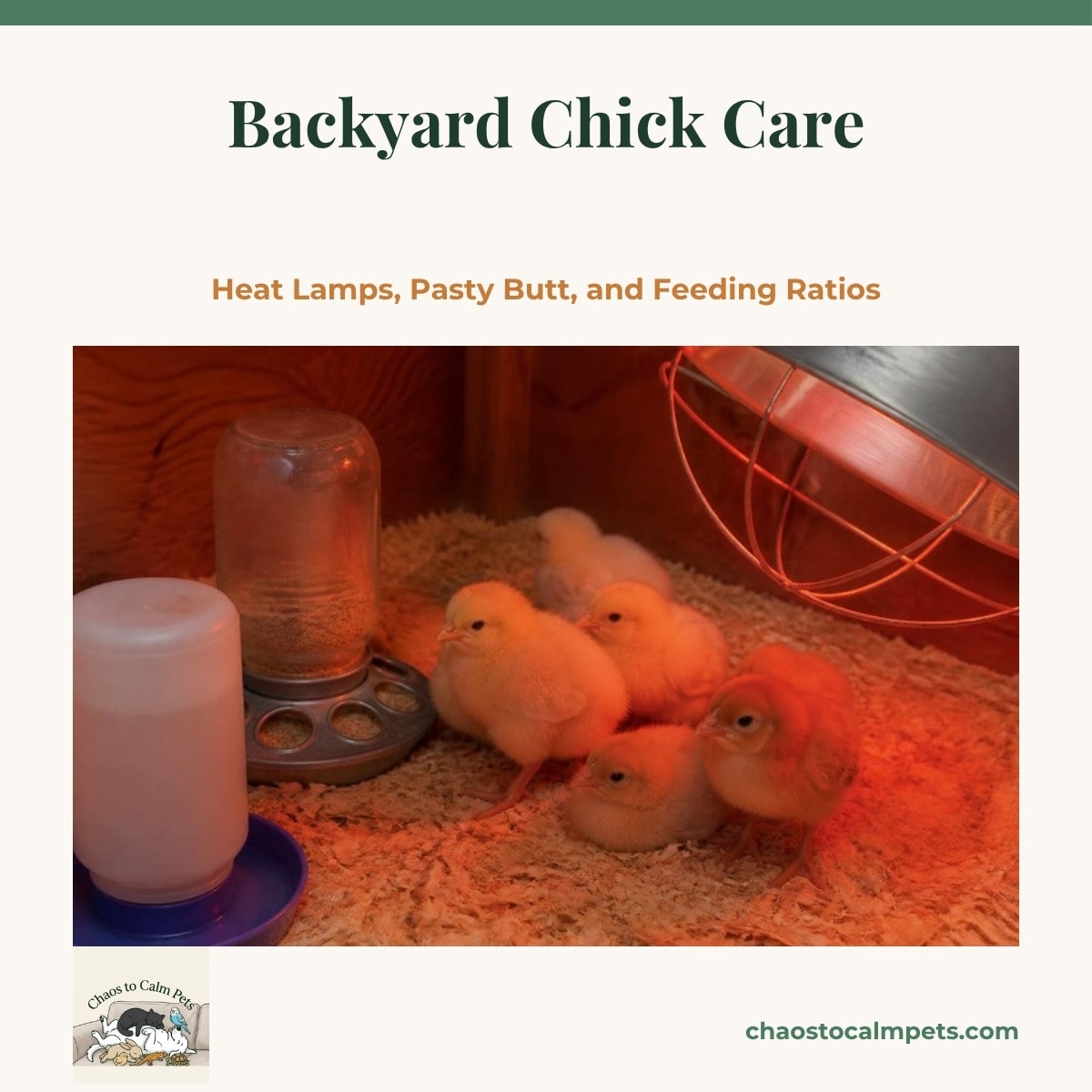 A dozen yellow and black chicks spread across a long cardboard brooder lined with pine shavings, a red heat lamp glowing over one end, a gravity waterer with marbles in the base, and a dish of starter crumble at the cool end