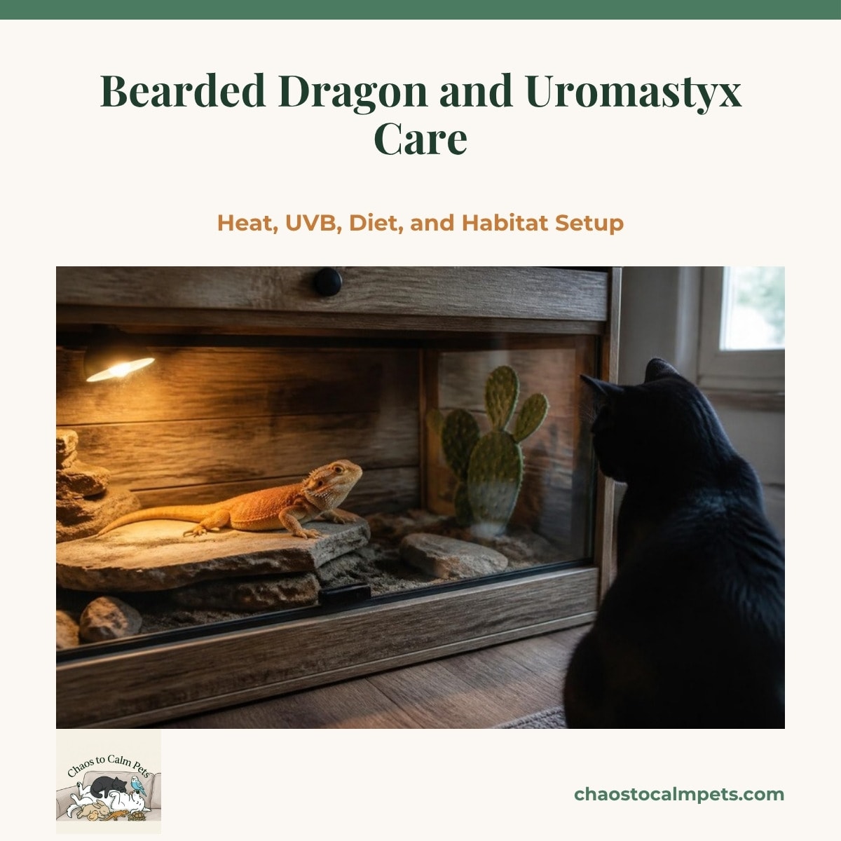 A large front-opening wooden vivarium with a bearded dragon basking on a slate platform under a halogen lamp, a spineless prickly pear in the corner, and a black cat sitting outside the glass watching it