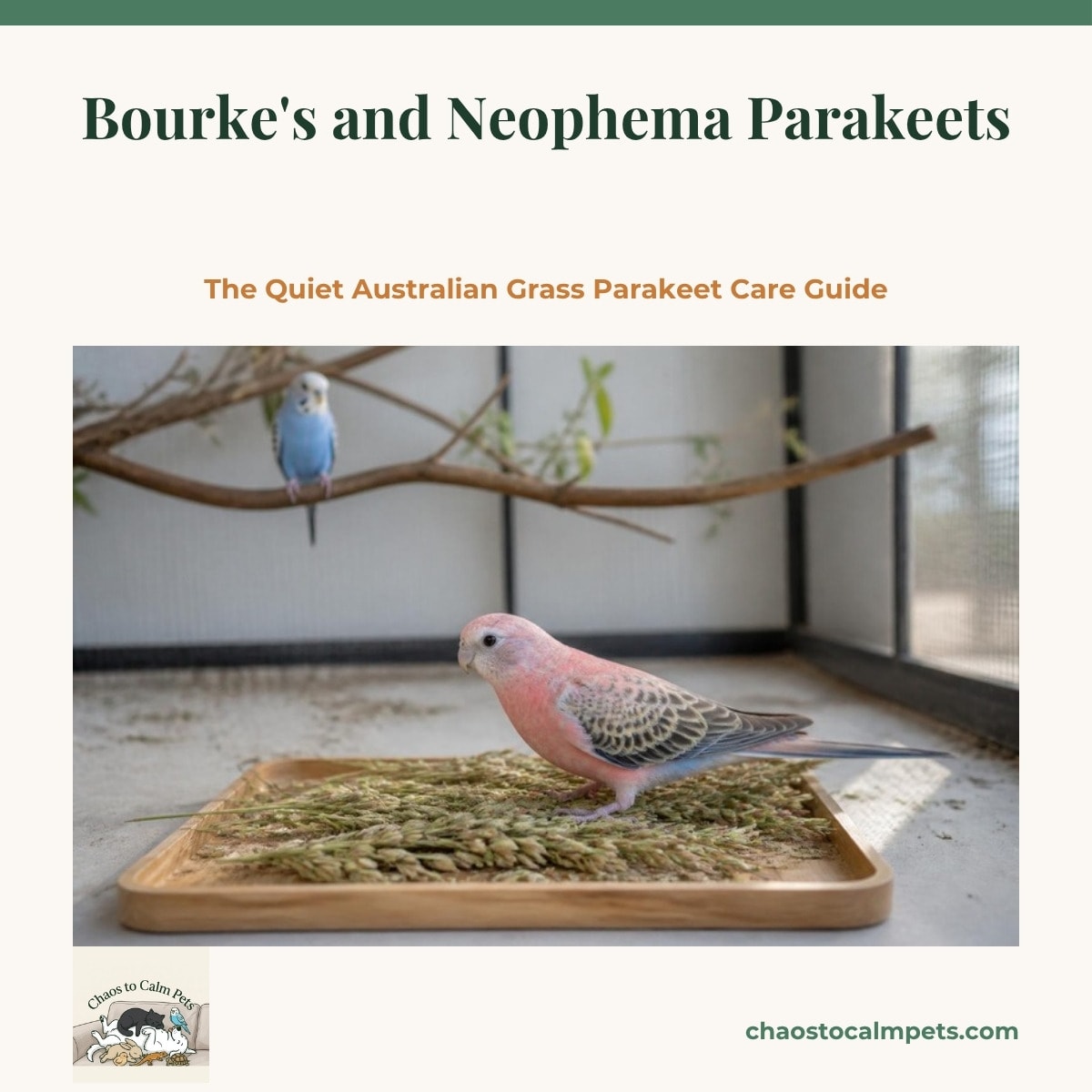 A pink and blue Bourke's parakeet standing on a tray of grass seed heads on the floor of a wide flight cage, with a turquoise parakeet on a natural branch perch behind it and a blue budgie watching from the cage top