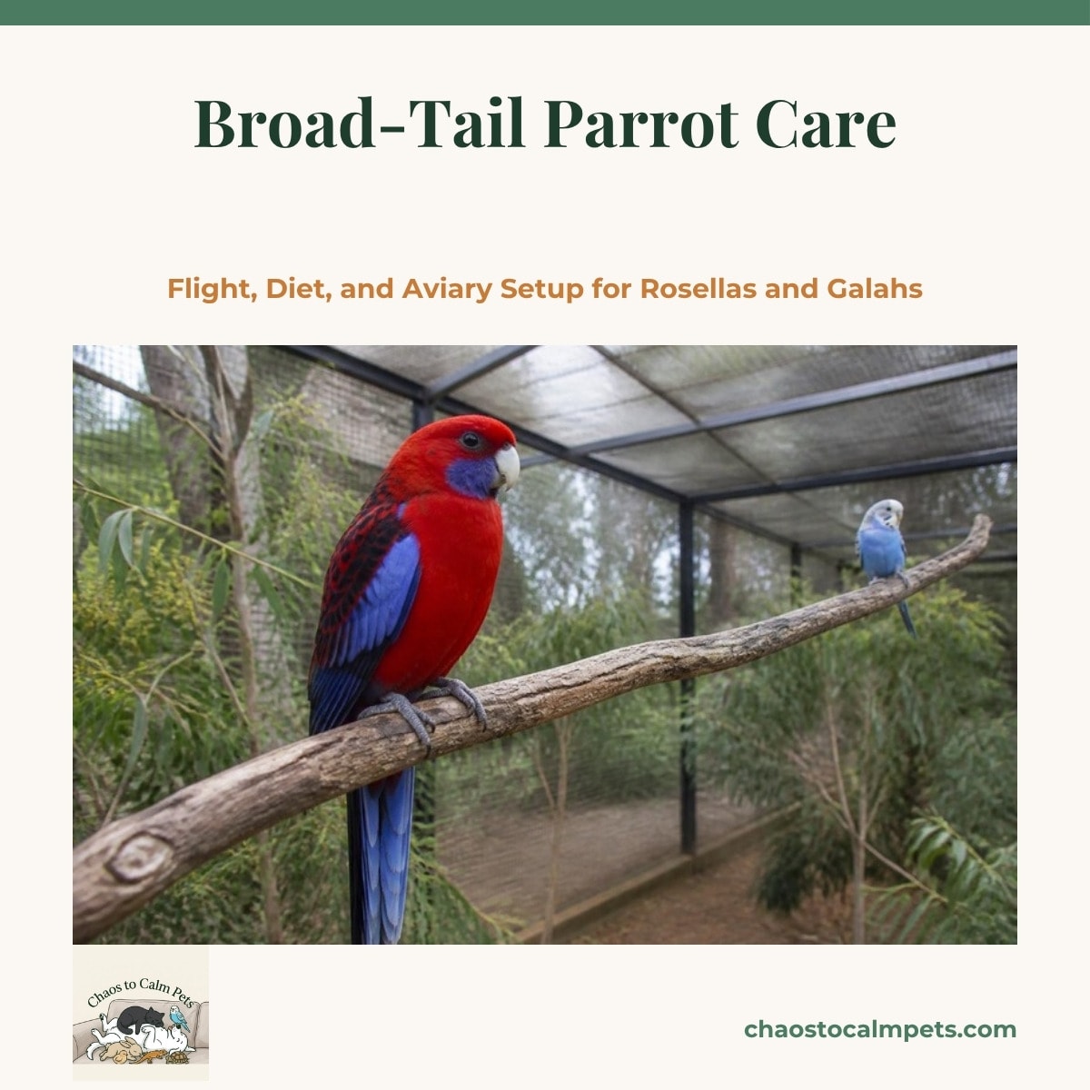 A crimson rosella with blue cheeks perched on a bottlebrush branch inside a long walk-in aviary, a pink and grey galah splashing in a heavy ceramic basin on the sandy floor below, with eucalyptus leaves hanging in the background