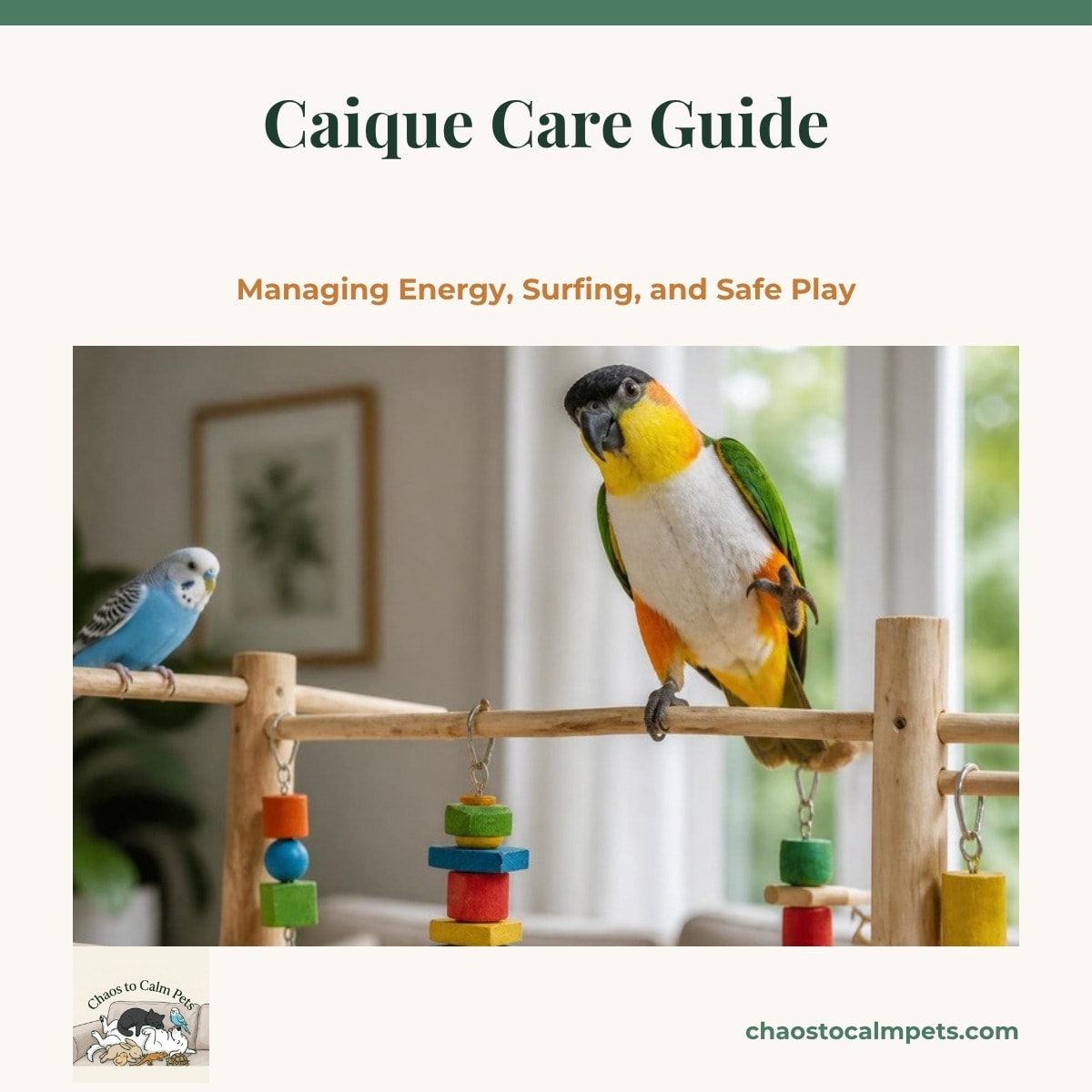 A white-bellied caique with an orange head and green wings hanging upside down from a natural sisal cargo net strung across a play room, a wooden swing and a bungee rope beside it and a shallow tray of foot toys on the floor below
