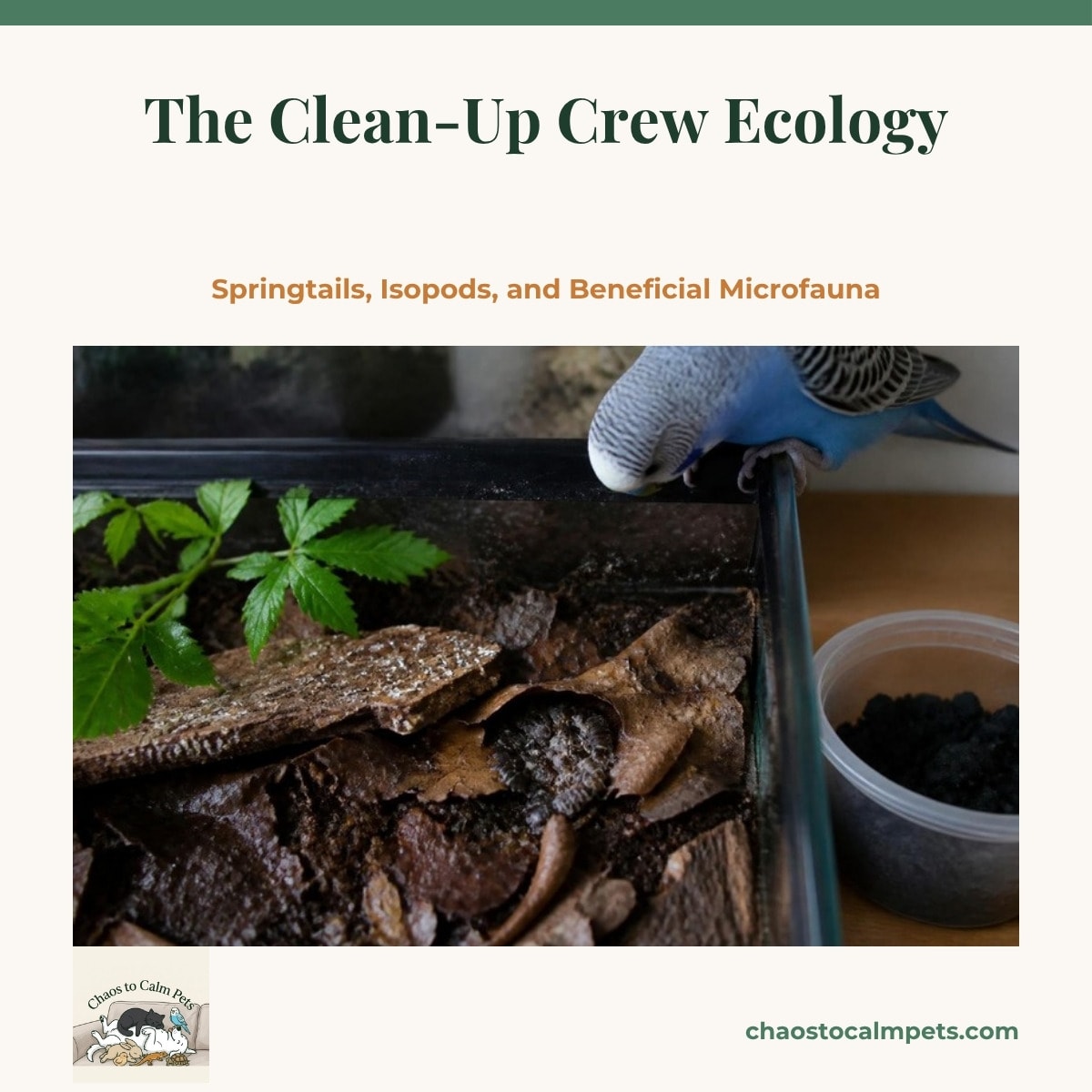 A close-up of damp dark soil and oak leaf litter inside a planted terrarium with white springtails dotting a cork bark flat and a cluster of dairy cow isopods under a leaf, a small culture tub of charcoal beside the tank, and a blue budgie peering down from the rim
