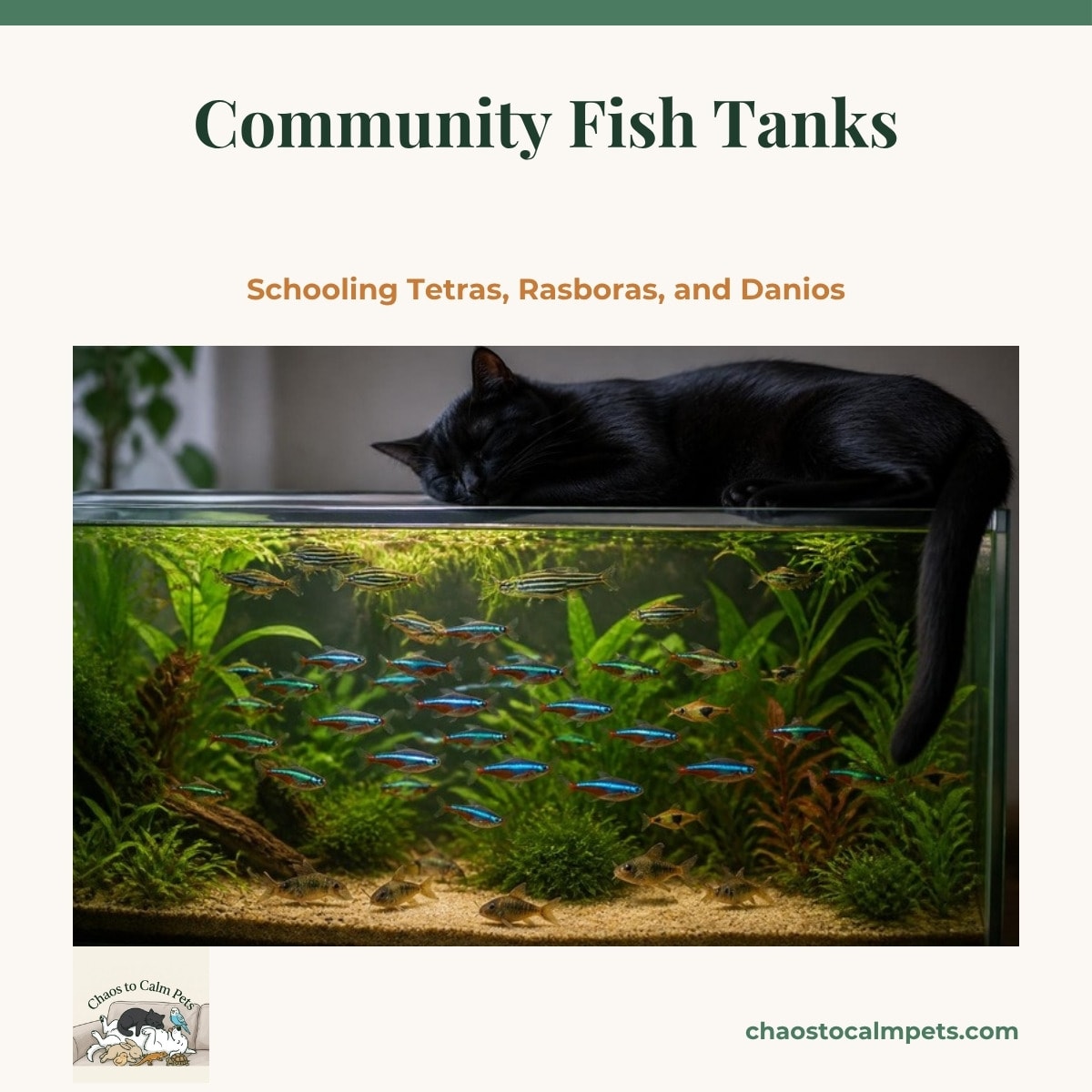 A planted freshwater community tank with a tight school of neon tetras in mid-water, zebra danios darting near the surface, harlequin rasboras among green plants, and corydoras catfish resting together on fine sand