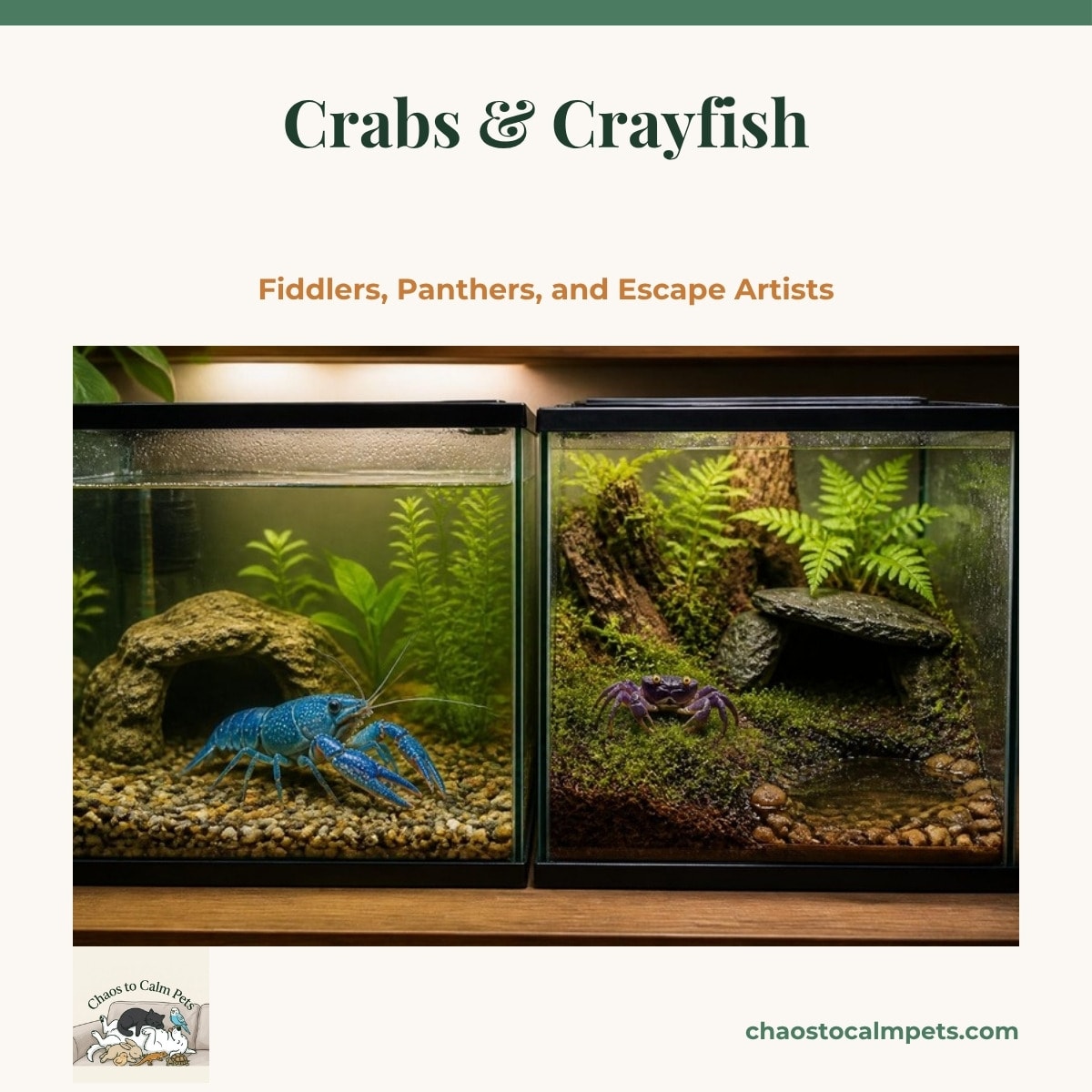 A purple vampire crab with bright yellow eyes resting on damp moss at the edge of a shallow freshwater pool in a humid terrarium, with ferns, coco-fiber soil, a small slate cave and mostly dry land around the water