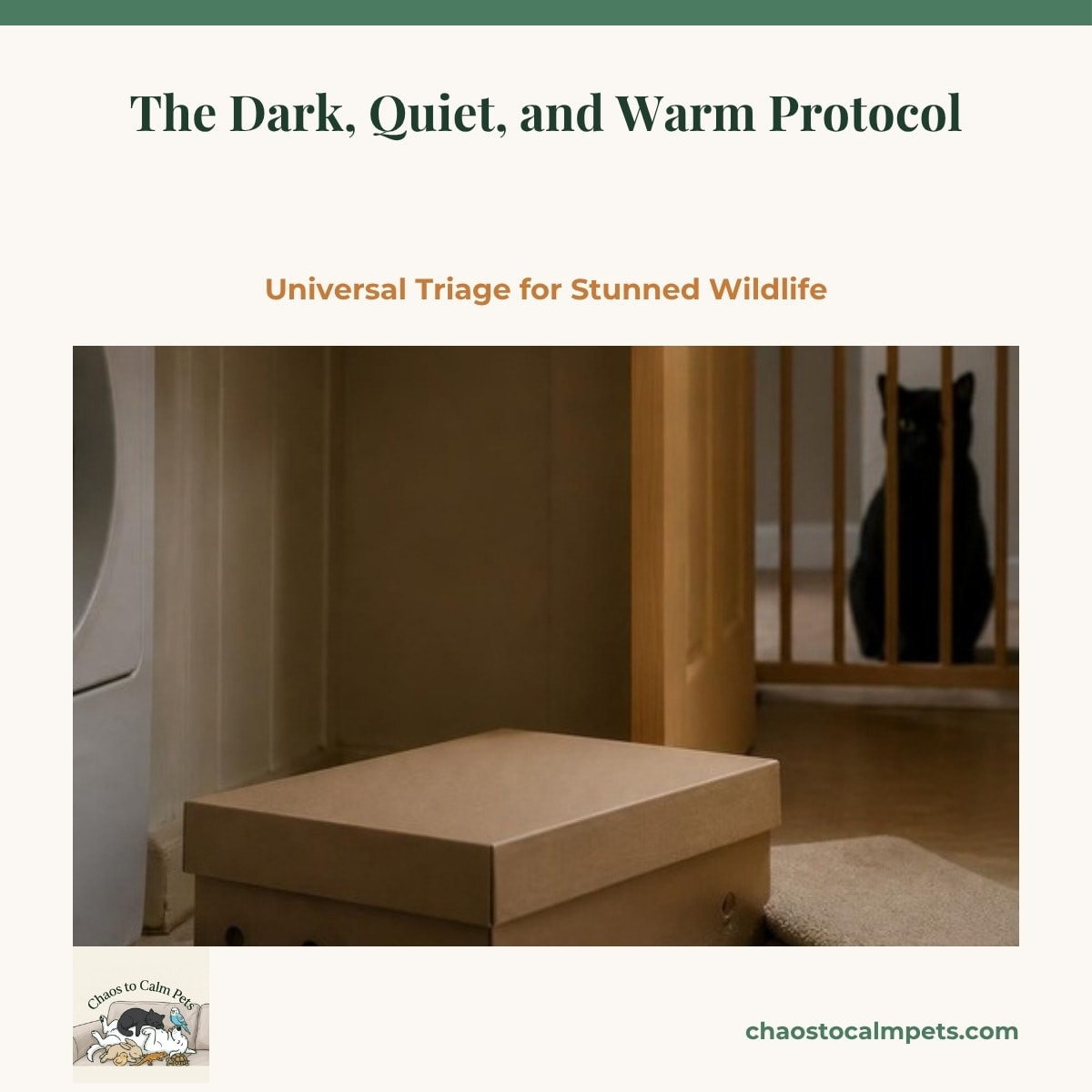 A closed cardboard triage box with ventilation holes sitting half on a low heating pad on a quiet laundry-room floor, a folded towel beside it, a blue budgie perched on the shelf above and a black cat watching from the hallway behind a closed baby gate