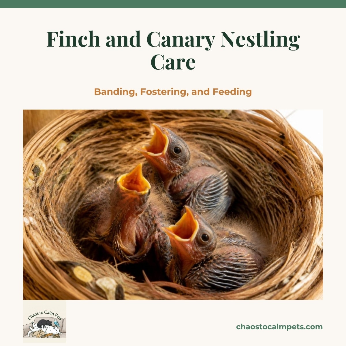 A pair of zebra finches at a wicker cup nest mounted high in a breeding cage corner, four pink nestlings gaping inside, a dish of crumbly egg-food on the cage floor, and a blue budgie in a flight cage across the room