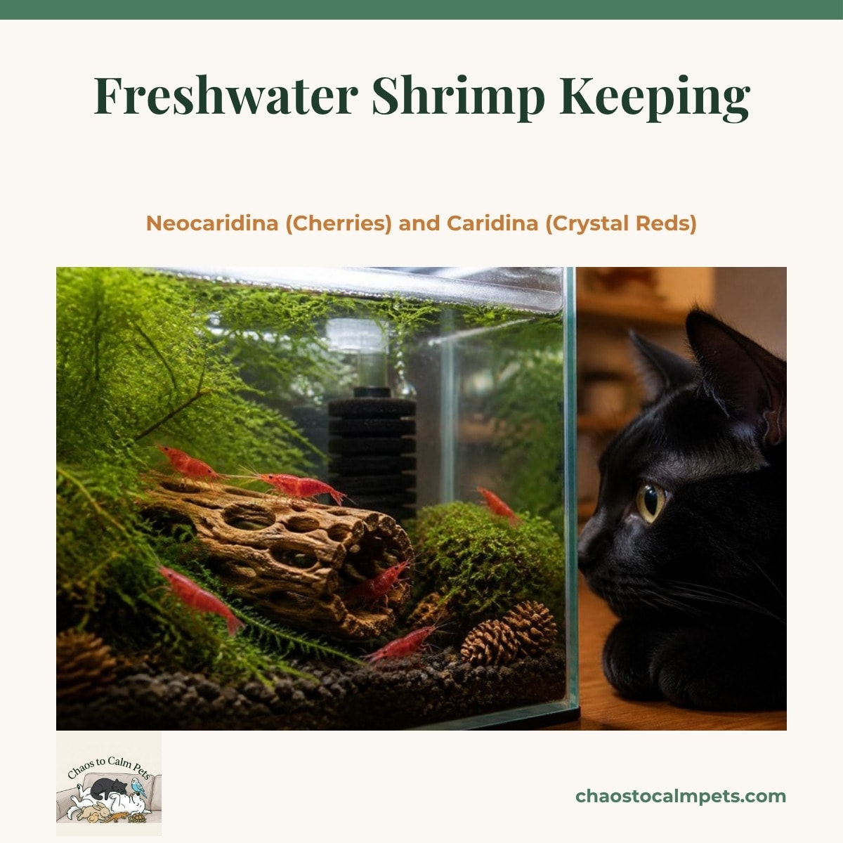 Bright red cherry shrimp grazing on a clump of java moss and a hollow cholla wood log in a small planted aquarium, with a black sponge filter in the back corner and a few dried alder cones resting on dark aquasoil