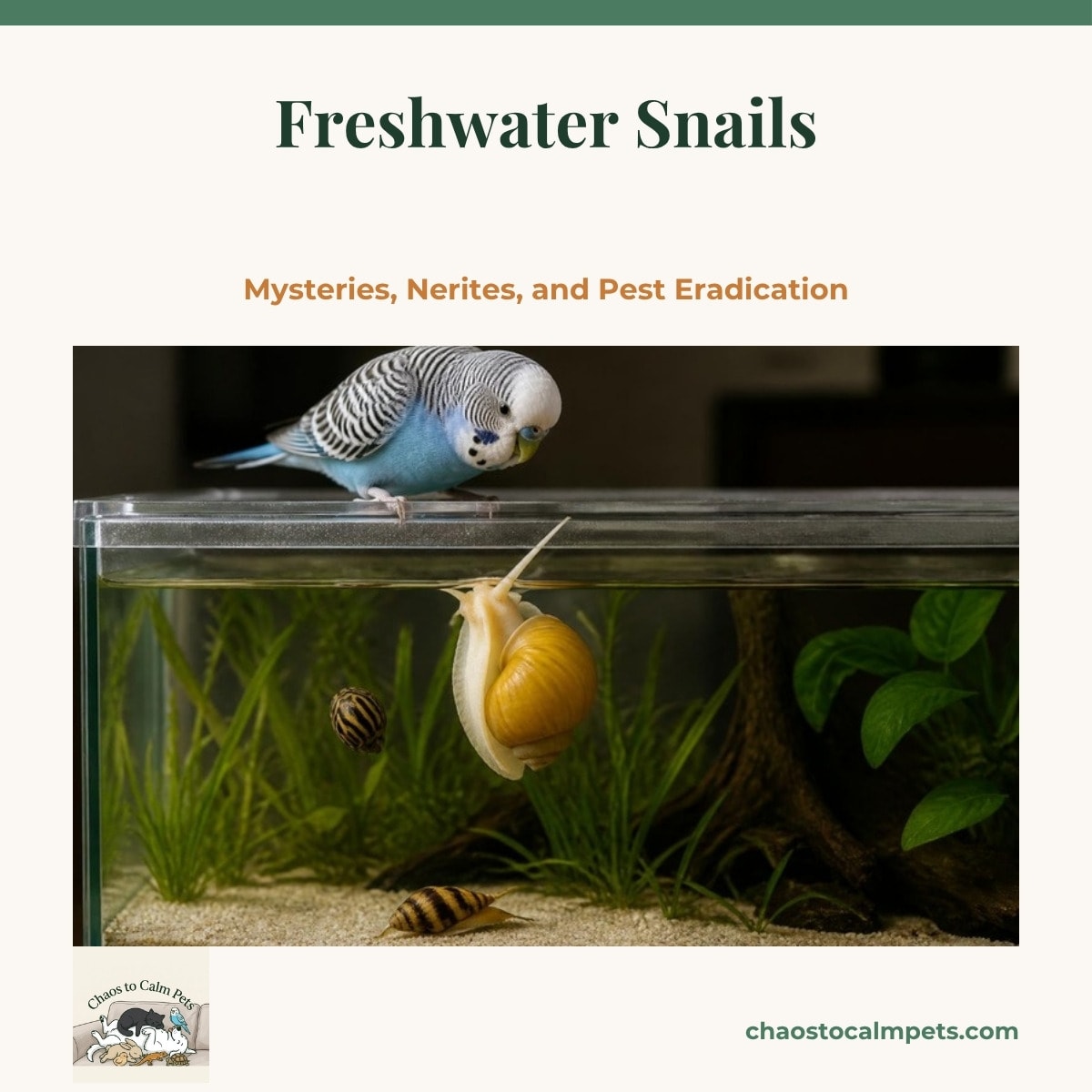 A golden mystery snail stretching its siphon toward the surface of a planted aquarium, while a zebra-striped nerite snail grazes on the front glass and a yellow and brown striped assassin snail crawls across fine sand below