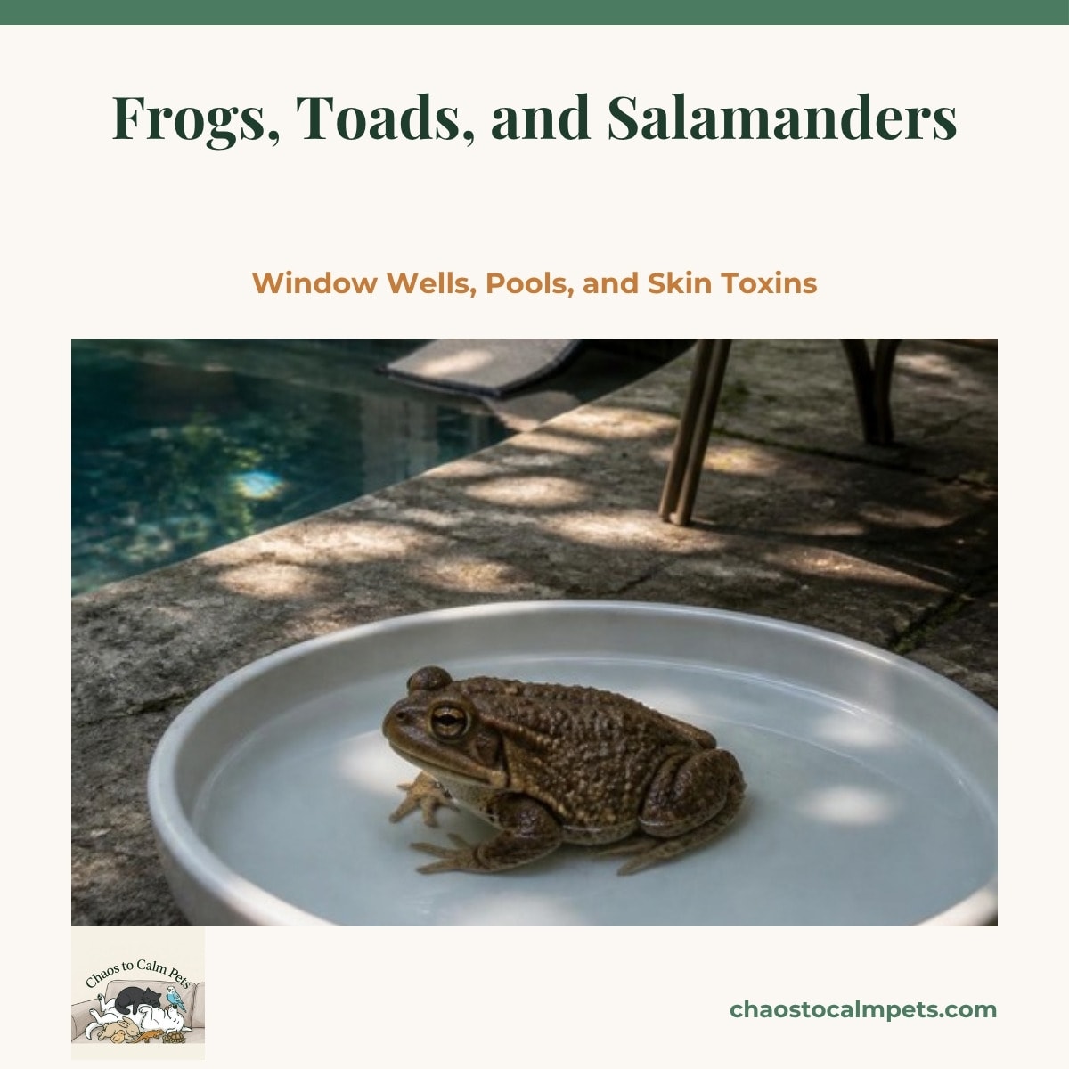 A plump American toad with warty brown skin sitting in a shallow dish of clean water on a shaded patio beside a Frog Log pool ramp, a blue budgie on the patio chair above and a black cat watching from the doorway