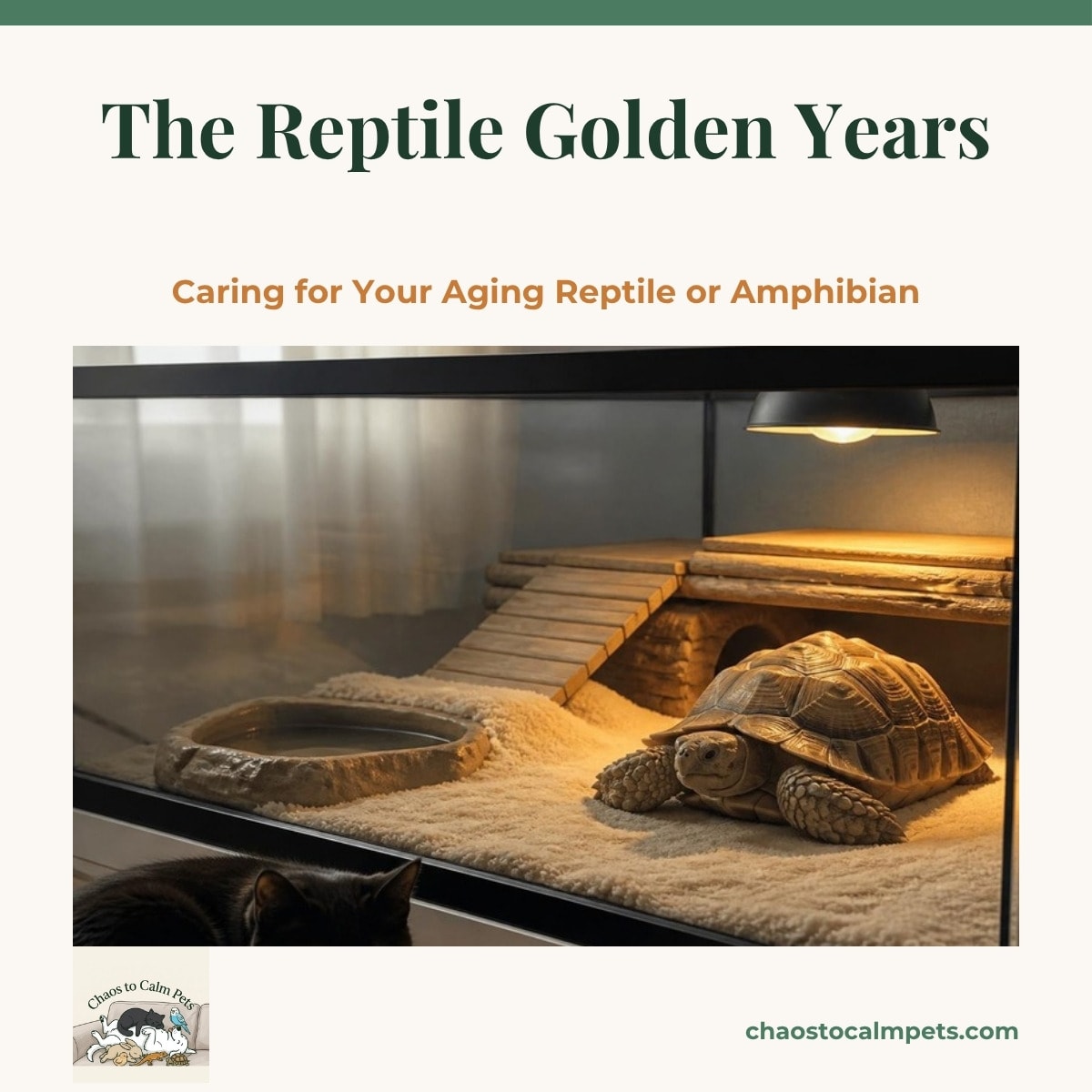 An elderly sulcata tortoise resting on a thick fleece pad in a low, flat enclosure with a wide gentle ramp to a warm basking area, a shallow soaking dish beside it, a black cat curled up on the other side of the glass, and a blue budgie on the lamp arm