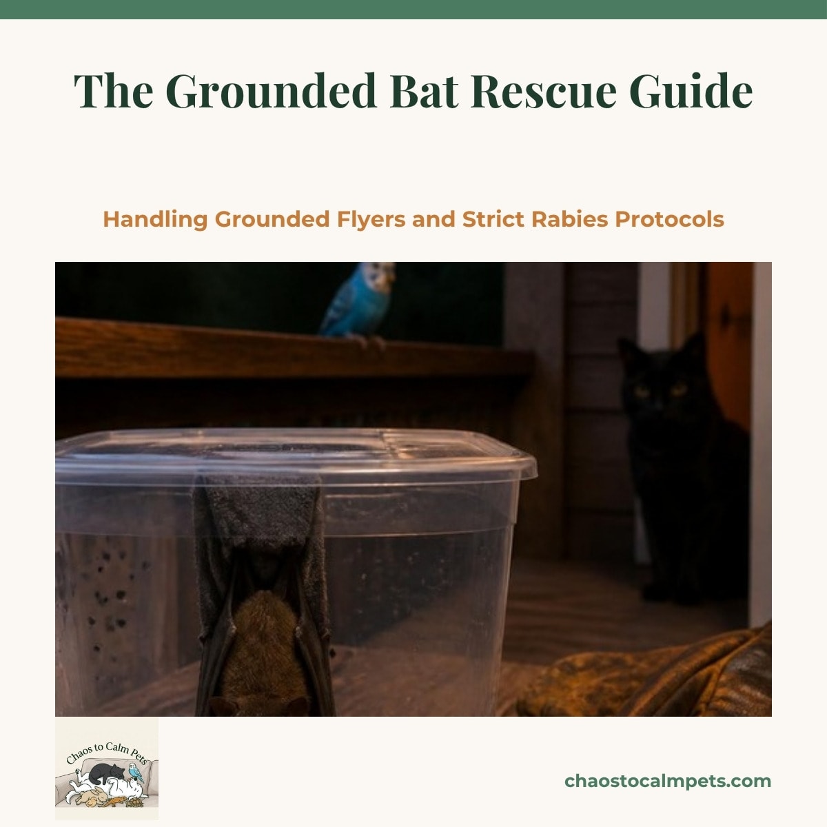 A small brown bat hanging calmly from a strip of flannel inside a clear ventilated plastic container on a porch table at dusk, thick leather gloves beside it, a blue budgie on the porch rail and a black cat watching from the doorway