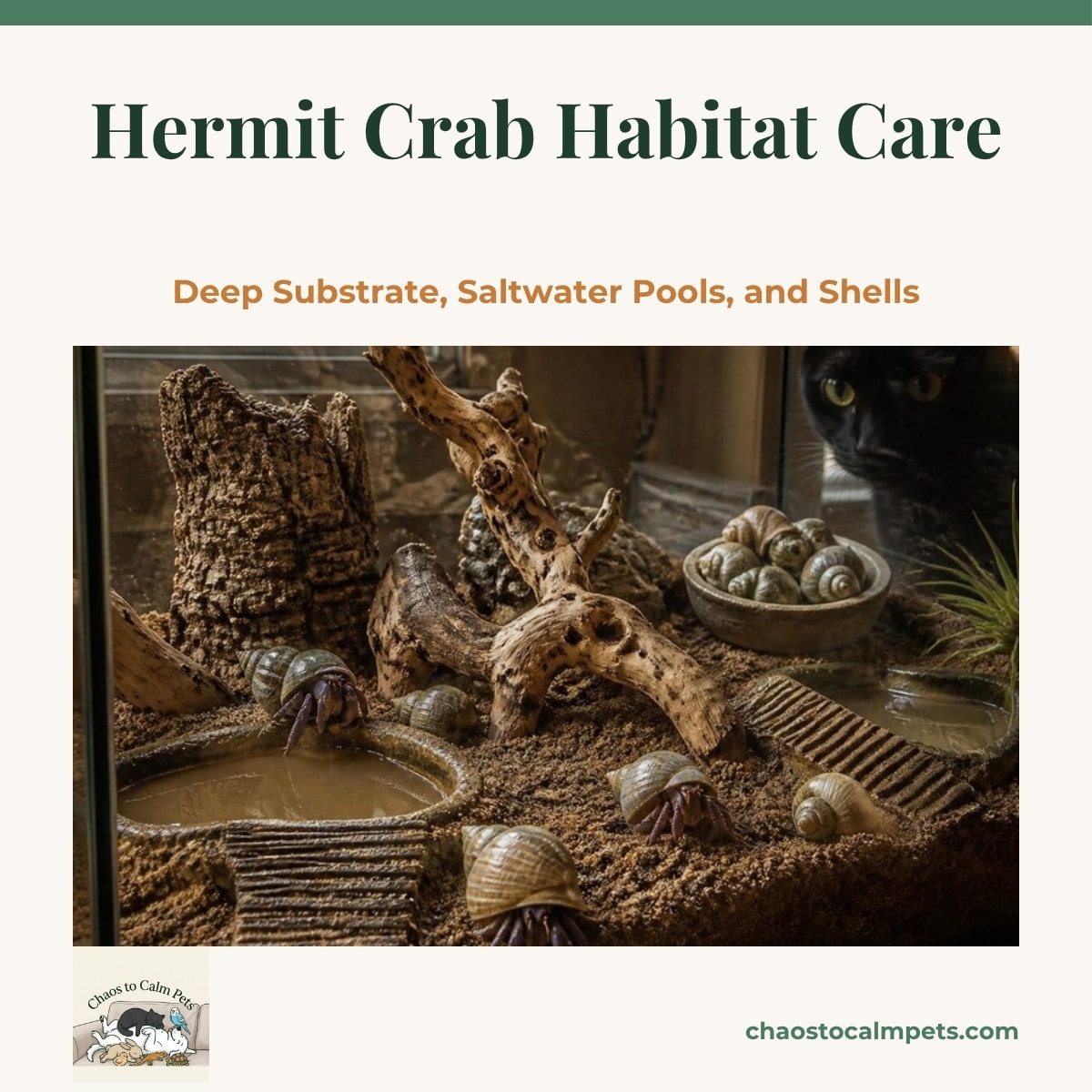 A sealed glass terrarium with deep damp sand, two shallow pools with climbing ramps, cholla wood and cork bark, several purple-clawed hermit crabs in natural turbo shells, a bowl of spare shells, and a black cat peering in from the side