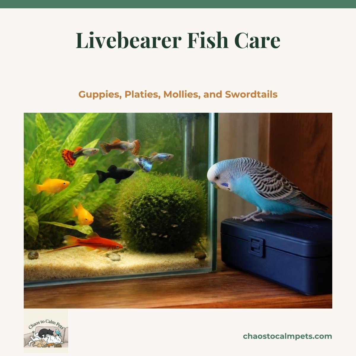 A planted freshwater aquarium with colorful male guppies, a black sailfin molly, orange platies and a red swordtail swimming above crushed coral sand, while tiny fry hide in a clump of java moss and hornwort