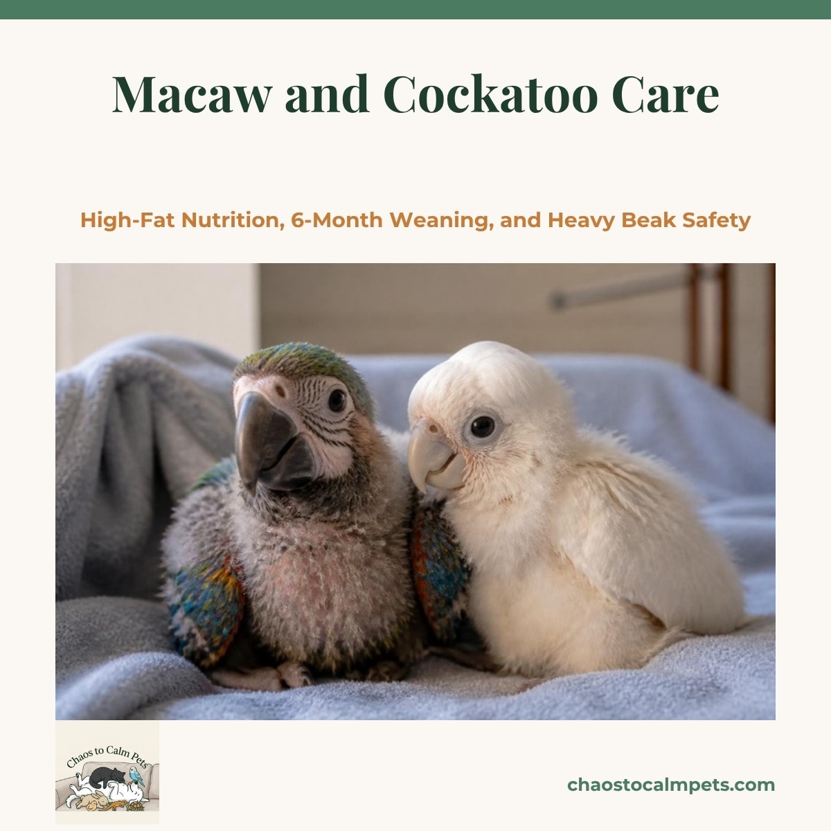A half-feathered blue-and-gold macaw chick in a deep brooder tub beside a 60 mL catheter-tip syringe warming in a water bath, whole walnuts in a foraging puzzle on the counter, and a blue budgie perched on a cabinet knob above