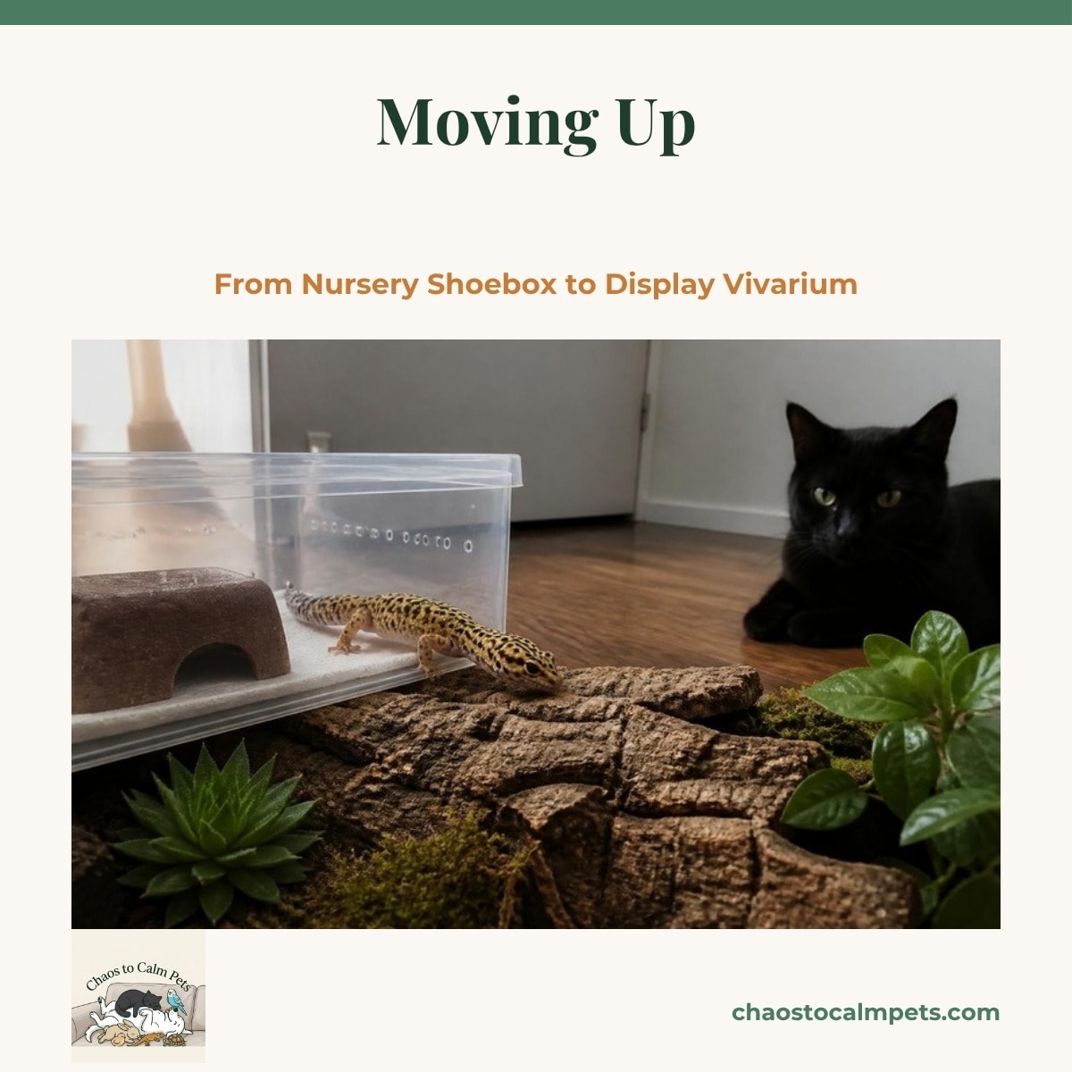 A juvenile leopard gecko stepping from a clear shoebox nursery onto cork bark in a small naturalistic display vivarium while a black cat watches from the floor