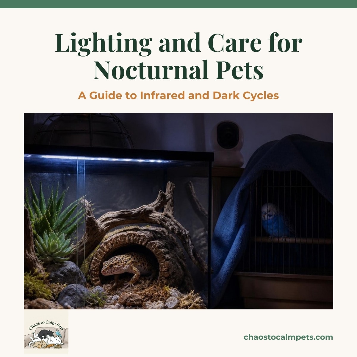 A dim, planted vivarium at dusk with a leopard gecko emerging from a cork cave under a soft blue lunar LED bar, a ceramic heat emitter in a guard overhead, an infrared pet camera on the shelf, and a blue budgie asleep in a covered cage beside it