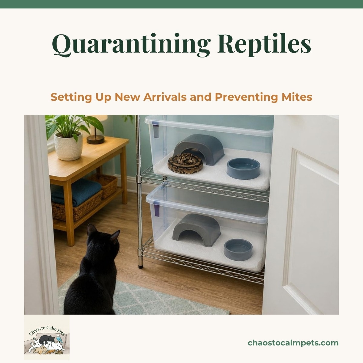 A spare room with two plastic quarantine tubs on a rack, white paper towel floors, one plastic hide and one water dish each, a ball python in one tub, nitrile gloves and a labeled fecal sample pot on the shelf, and a black cat sitting outside the closed door
