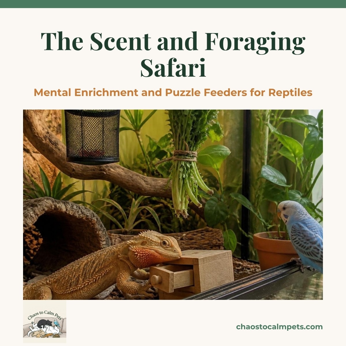 A large planted enclosure with a bearded dragon nosing open a small wooden sliding-drawer puzzle box, a hanging mesh bug cup in the branches, dandelion greens tied in a bundle at shoulder height, and a blue budgie perched on the enclosure rim watching