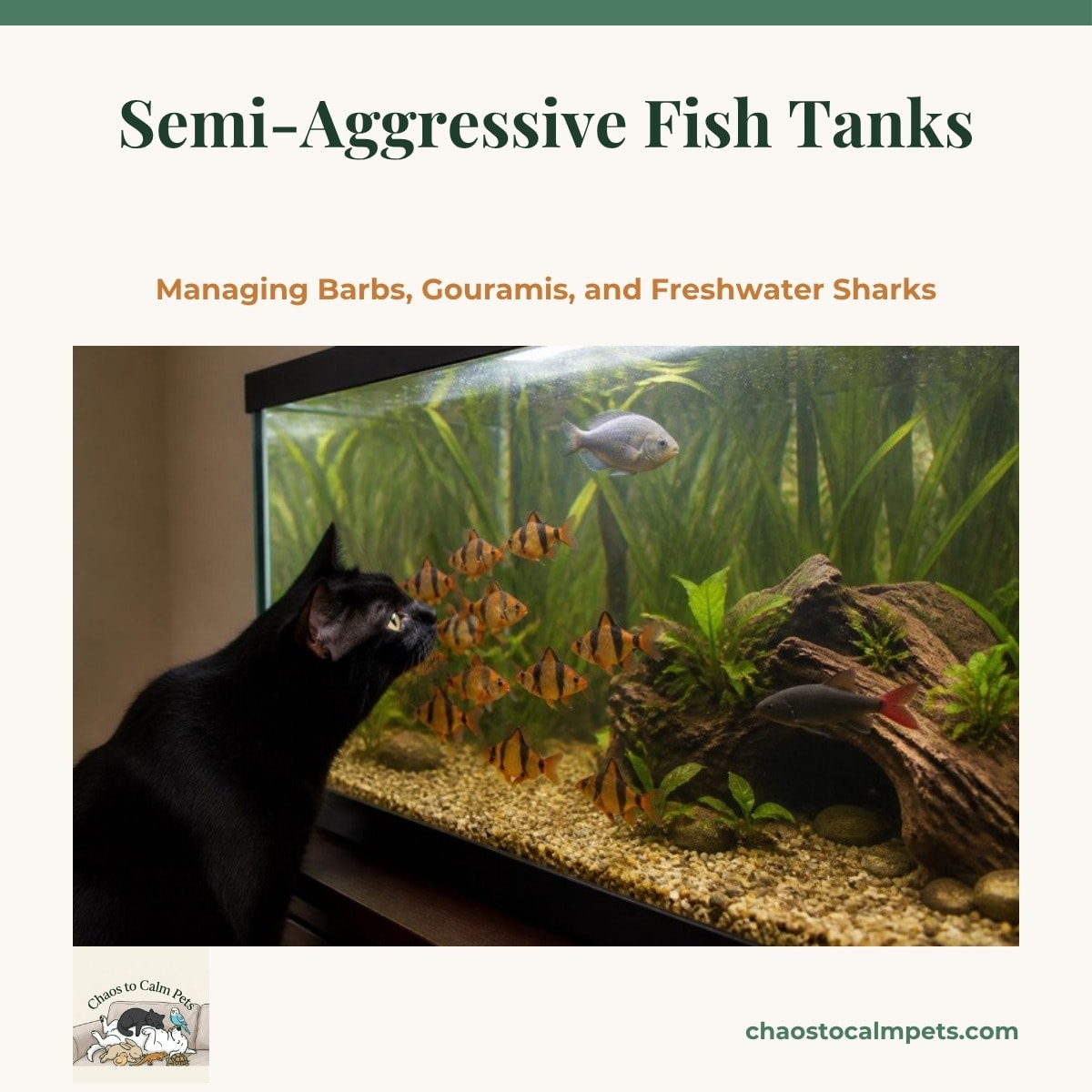A school of orange and black striped tiger barbs swimming through a planted aquarium, with a blue three-spot gourami near the surface, a black red-tail shark beside a driftwood cave on the bottom, and tall vallisneria blocking the view at the back
