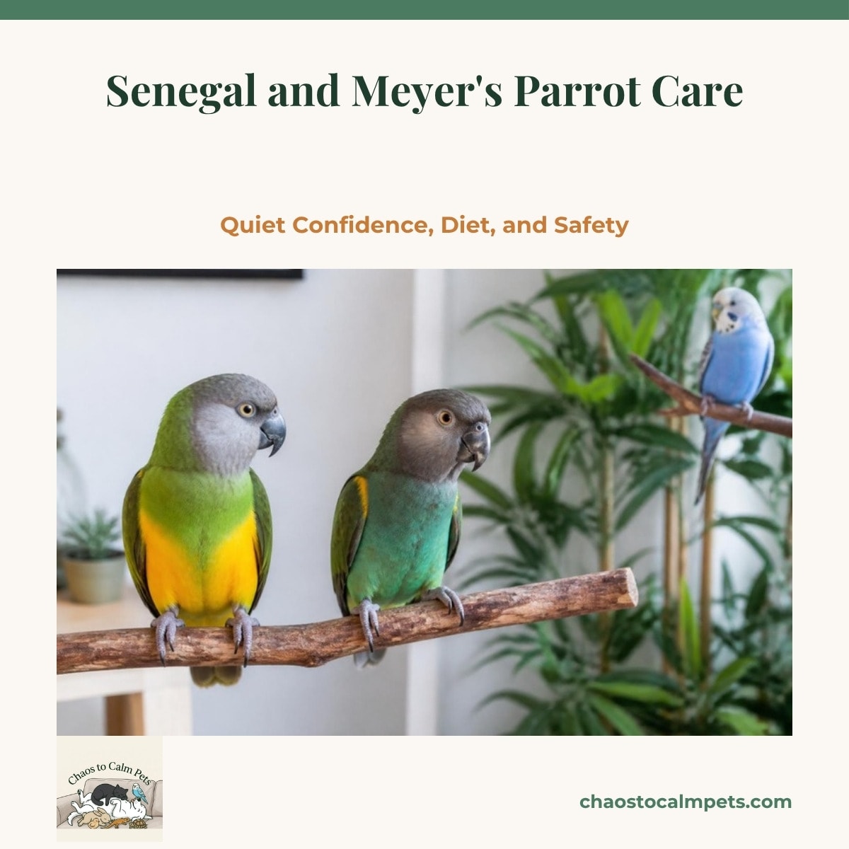 A Senegal parrot with a grey head, green wings and bright yellow belly climbing through a tiered canopy of bark-on apple and manzanita branches inside a large cage, a cuttlebone clipped to the bars and a dish of pellets and orange squash below