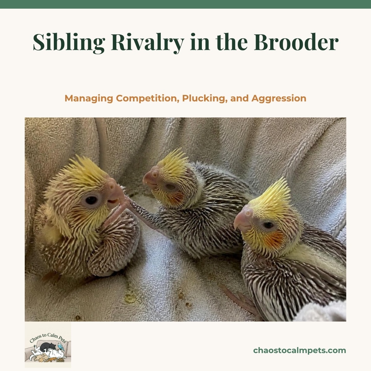 Four conure chicks at different sizes crowded in a lined brooder tub, the largest stretching over the others toward a feeding syringe, with strips of leather and a roll of receipt paper hung on the tub wall and a blue budgie perched on the rim