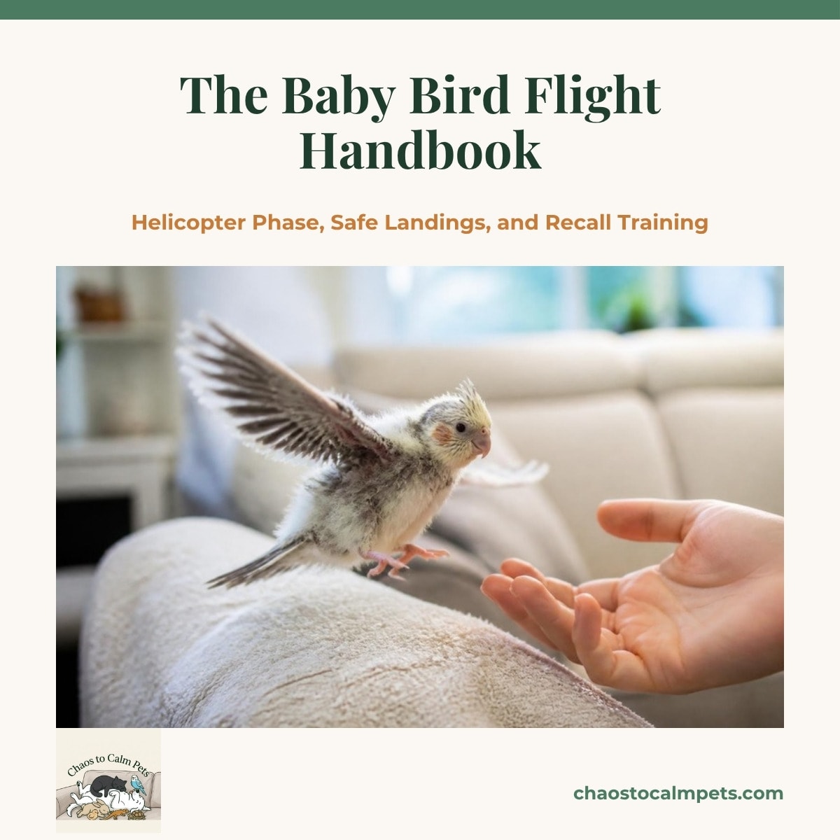A young green-cheeked conure mid-flight across a small room with foam mats and folded blankets on the floor, a quilt hung on the far wall, curtains drawn over the window, and a blue budgie watching from a wide perch stand