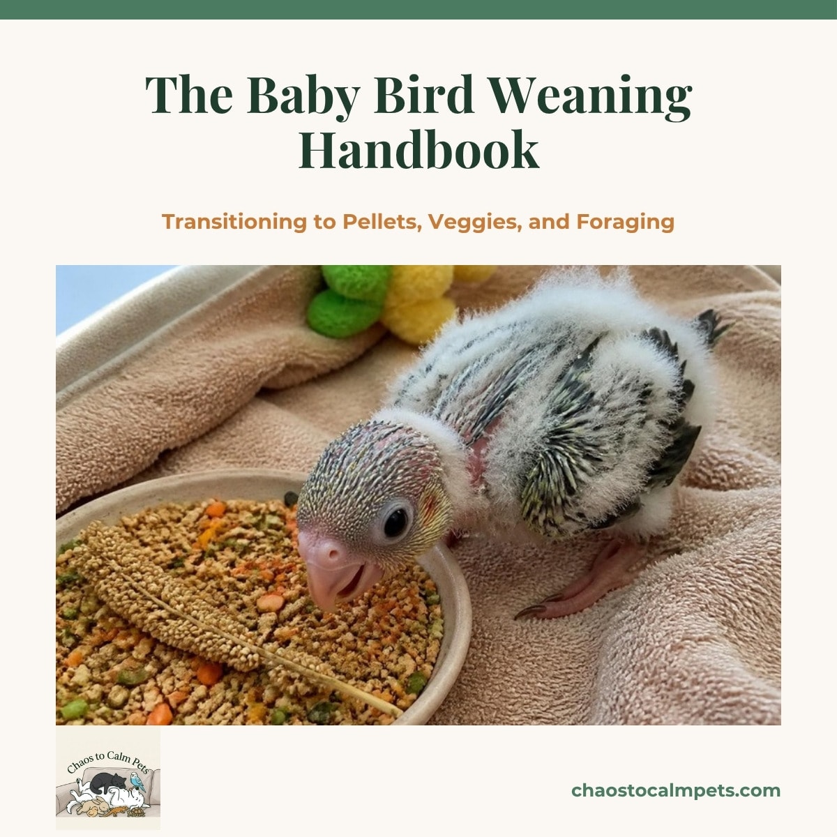 A young sun conure standing in a wide shallow ceramic dish of warm mash and sprouted lentils on the floor of a weaning cage, a spray of steamed broccoli beside it, and a blue budgie nibbling at the edge of the bowl