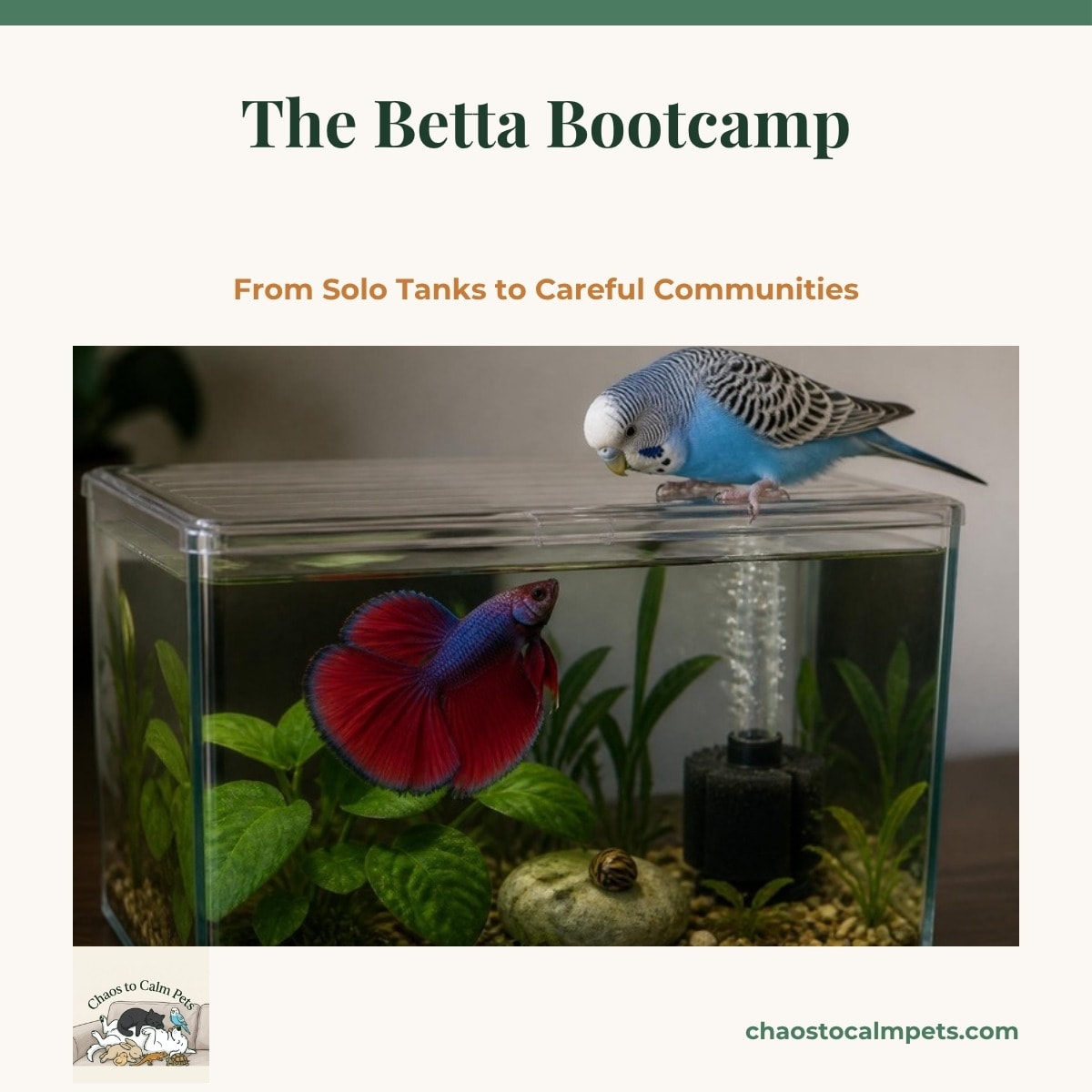 A red and blue halfmoon betta flaring its fins beside broad anubias leaves in a planted 5-gallon aquarium, with a nerite snail resting on a smooth stone and a small sponge filter bubbling gently in the back corner