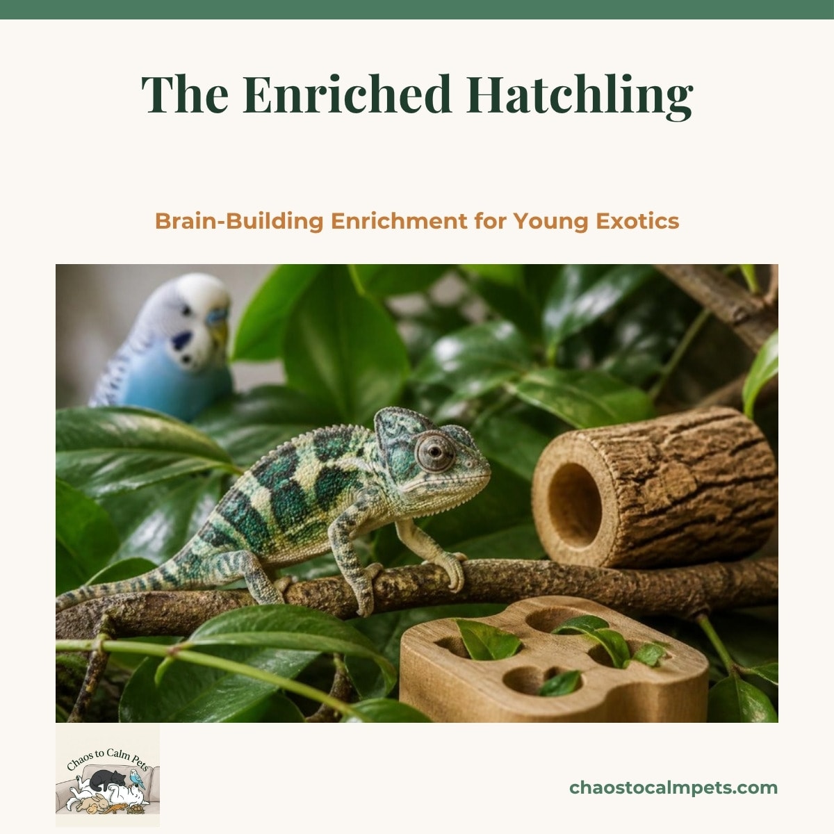 A hatchling panther chameleon on a leafy branch beside a tiny cork tunnel and a leaf puzzle, with Neige the blue budgie in the soft background