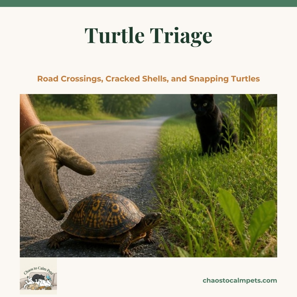 An eastern box turtle with a domed brown shell patterned in yellow being carried gently across a quiet country road by a gloved hand, a blue budgie on a fence post and a black cat watching from the roadside grass