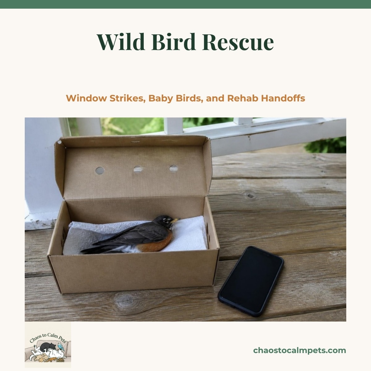A cardboard shoebox with small air holes in its lid sitting on a porch step, lid propped open to show a paper-towel lining, with a stunned robin resting inside and a phone beside the box ready for the drive to the rehabber