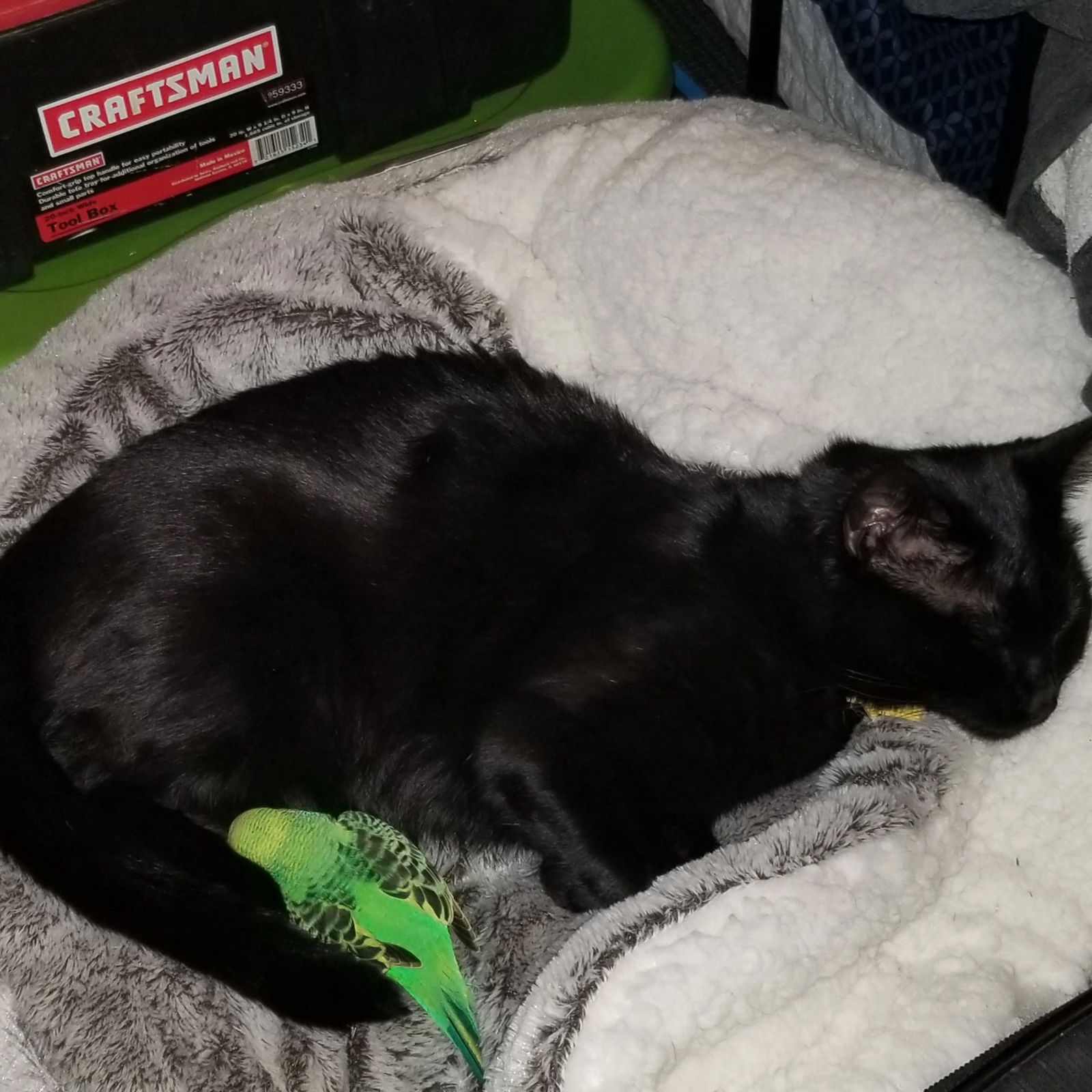 Cat with green parakeet