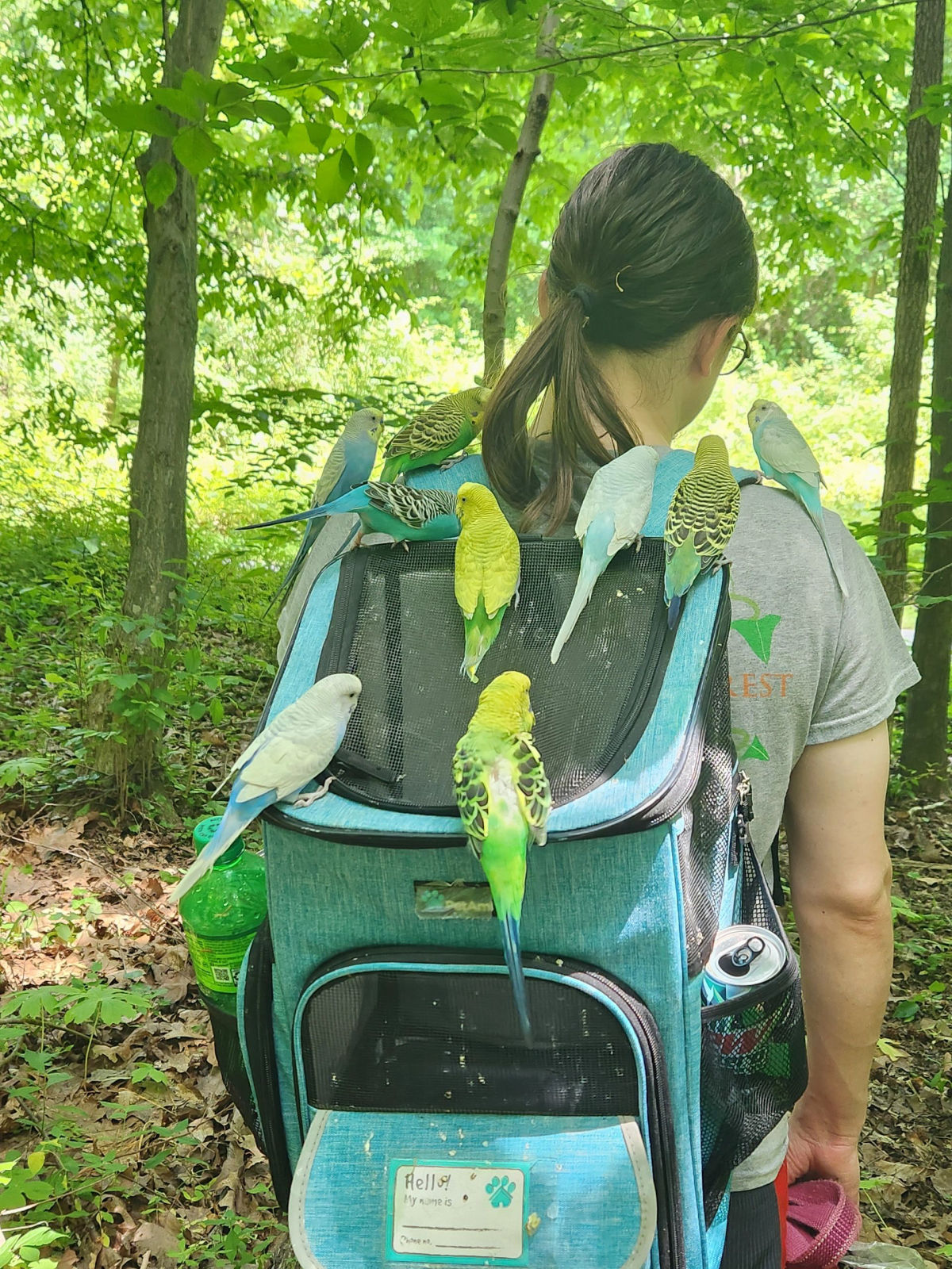 Parakeets on backpack in forest