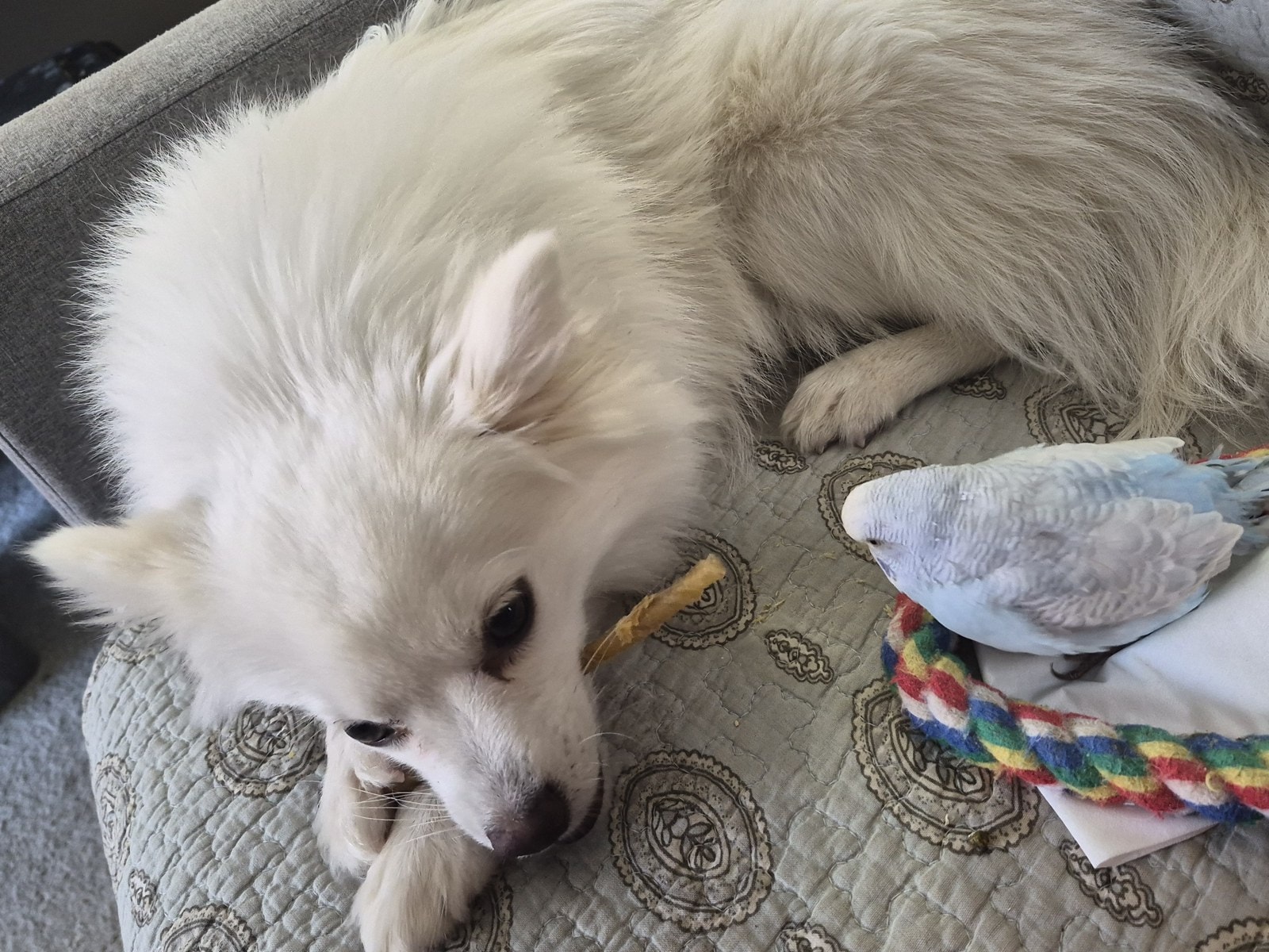 Angel, a fluffy white toy American Eskimo, resting on a cushion while Neige the budgie eyes her chew.