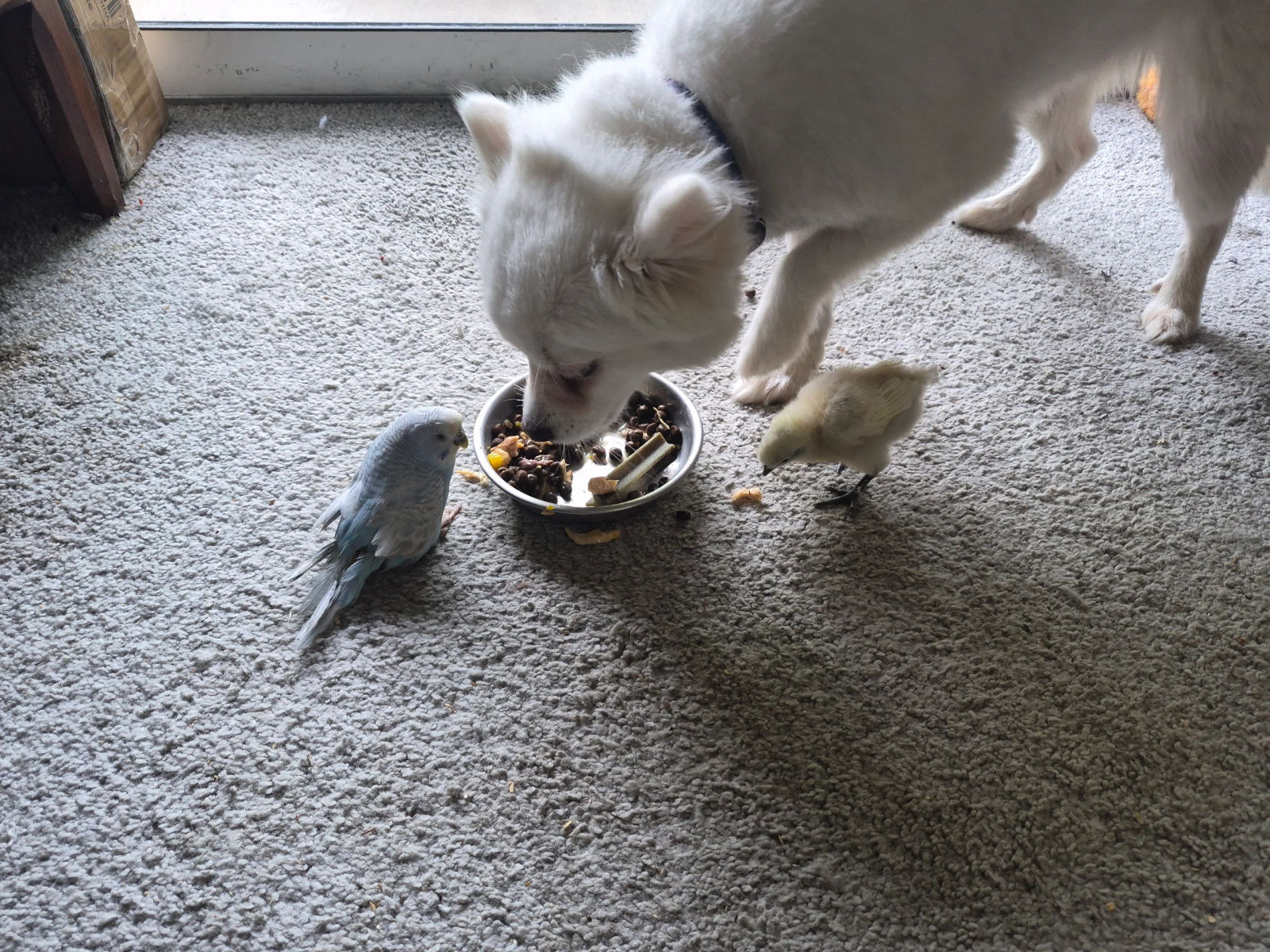 Multiple pets sharing a meal