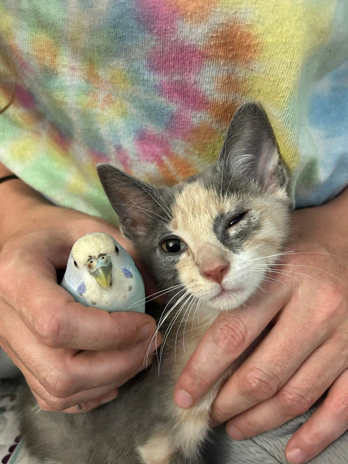 Person holding cat and budgie