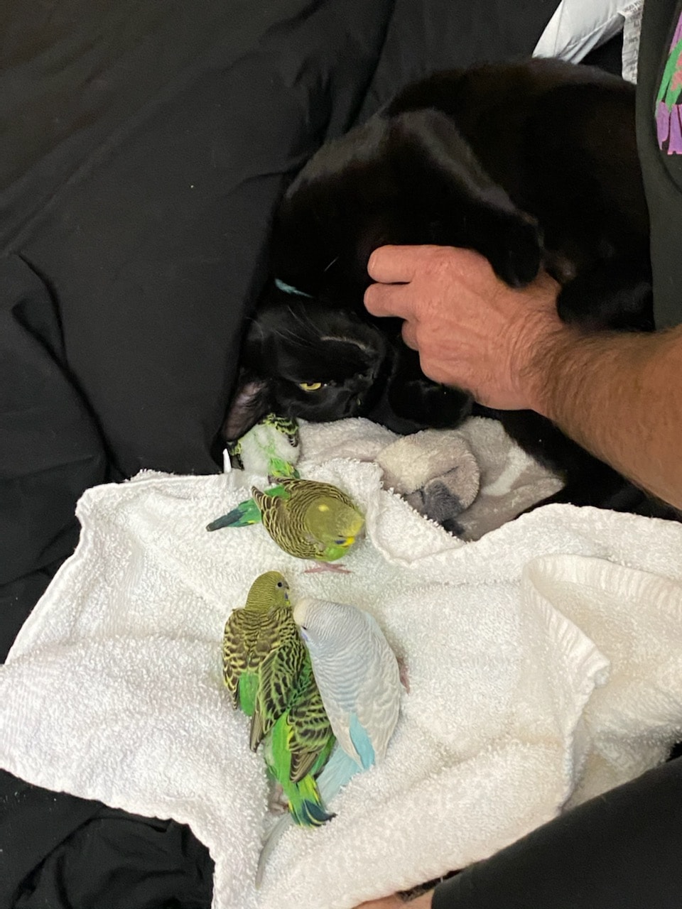 Black cat observing small green parakeets with curiosity