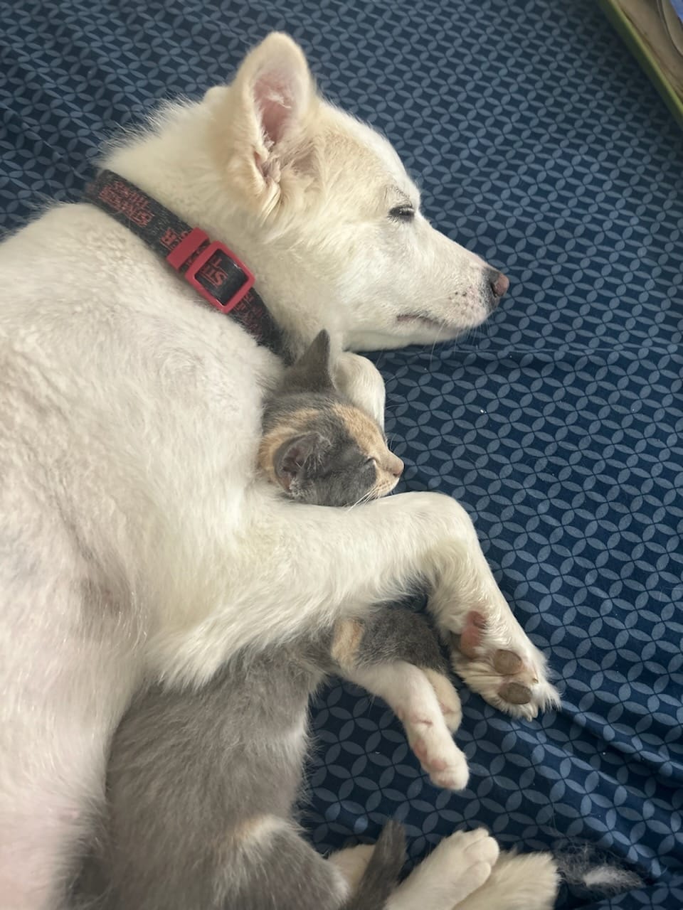 White dog cuddling with a tabby kitten together
